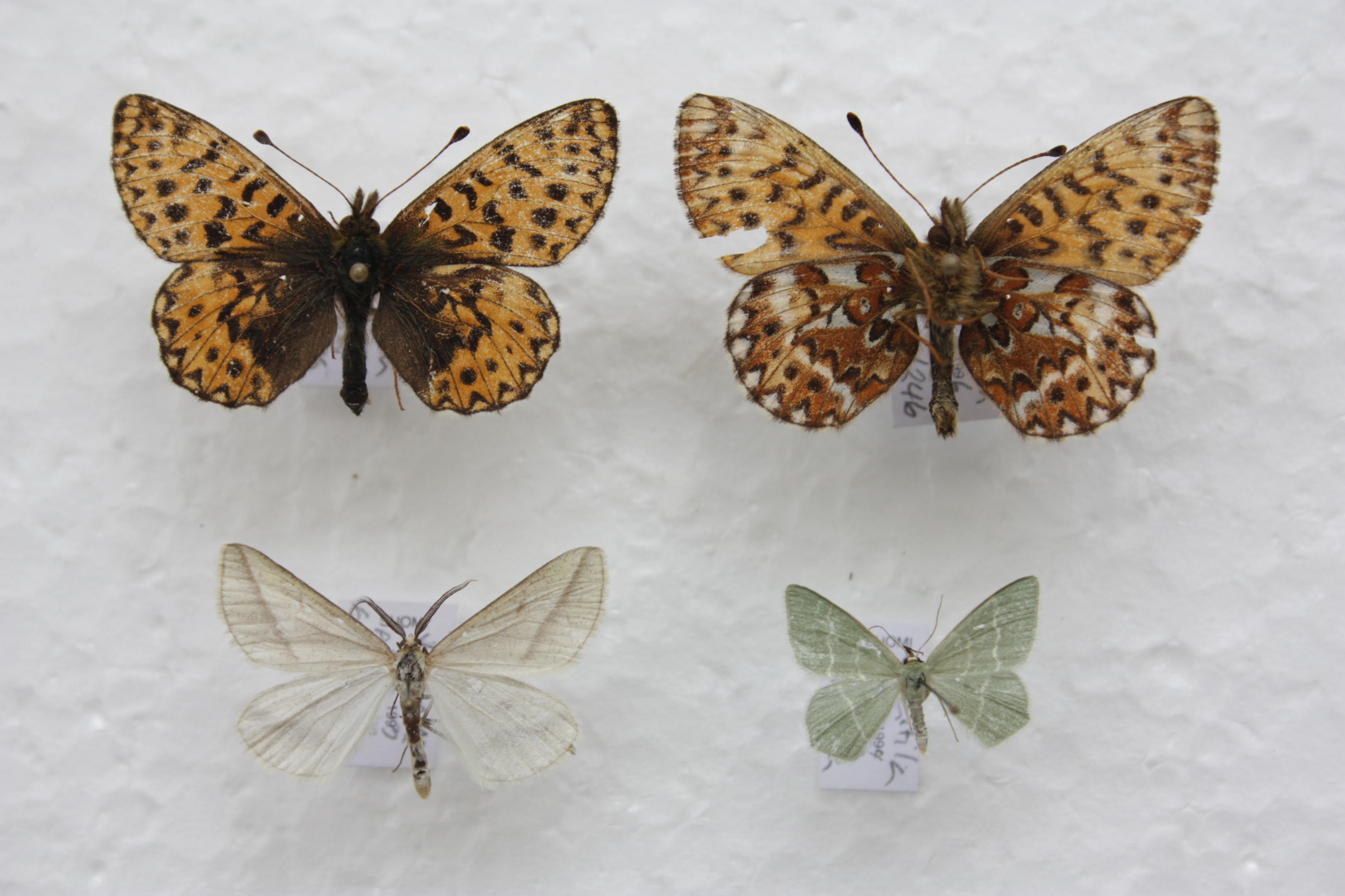Four pinned butterflies with patterned wings on a white surface