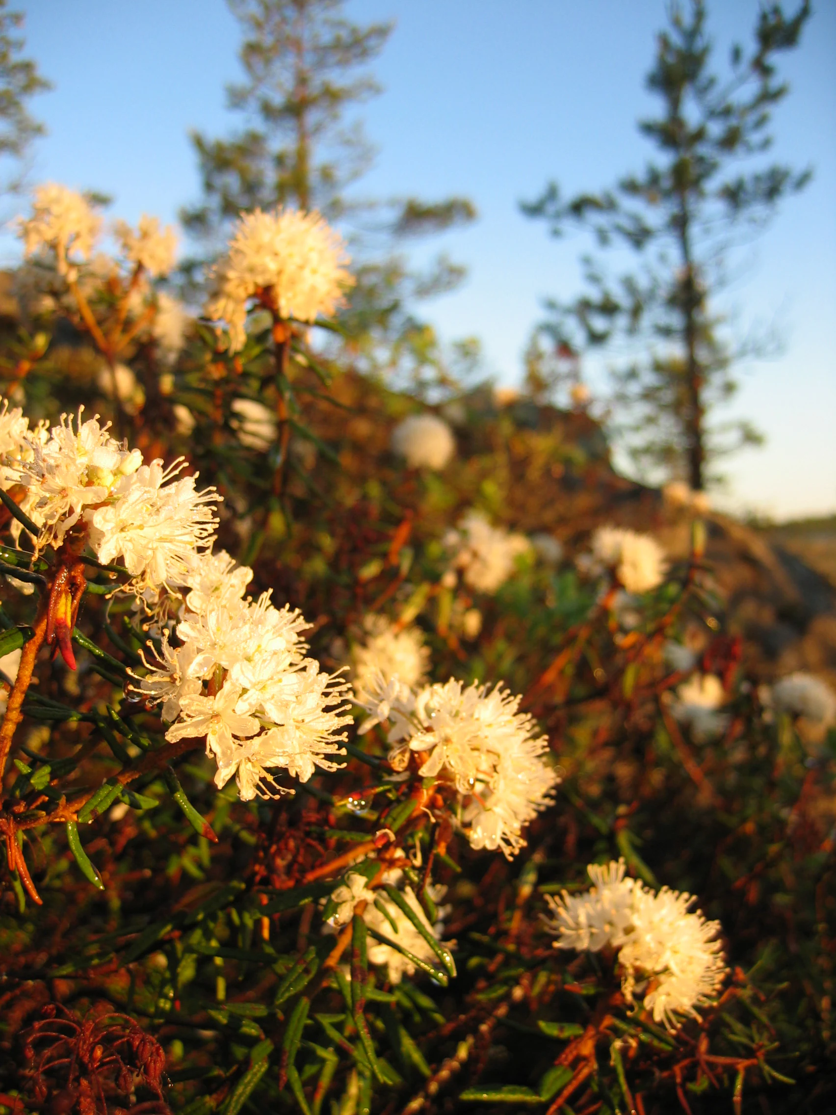 White Labrador tea flowers with green foliage, trees in background, sunlight