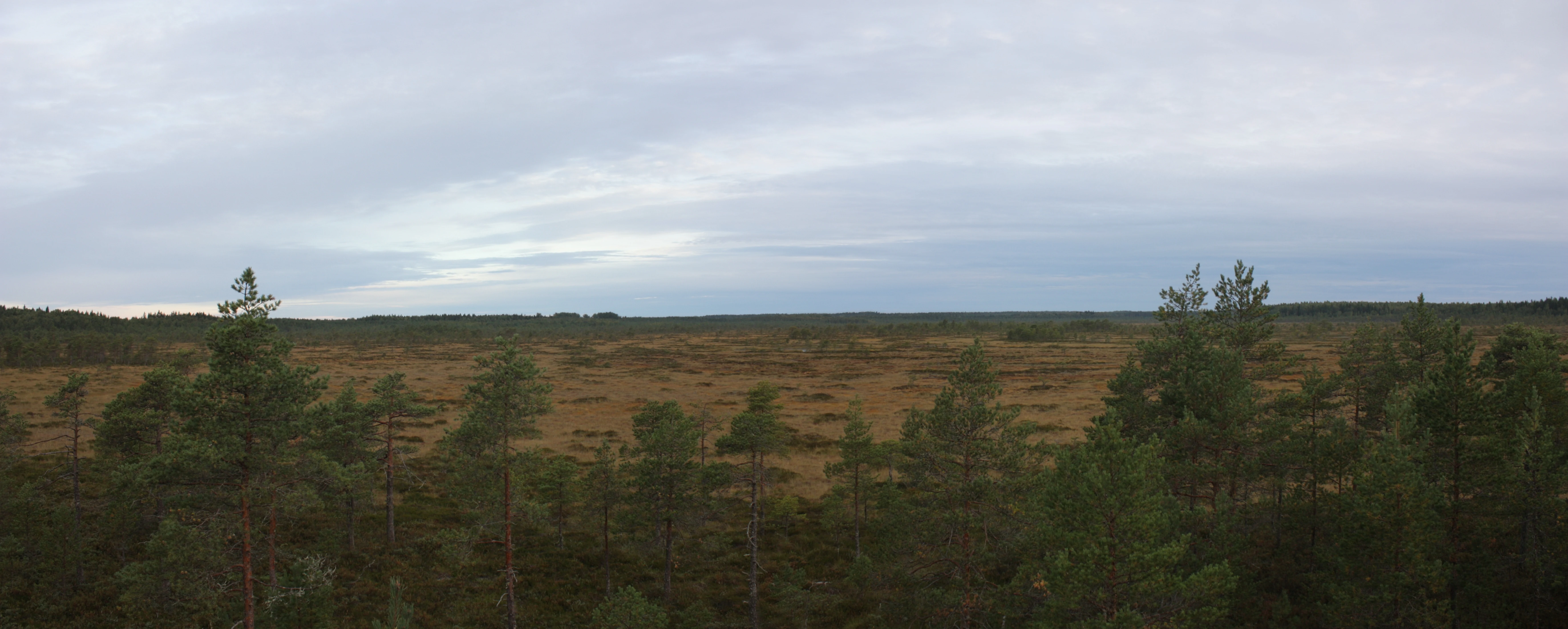 Wide view of a bog landscape with sparse trees under overcast sky during autumn