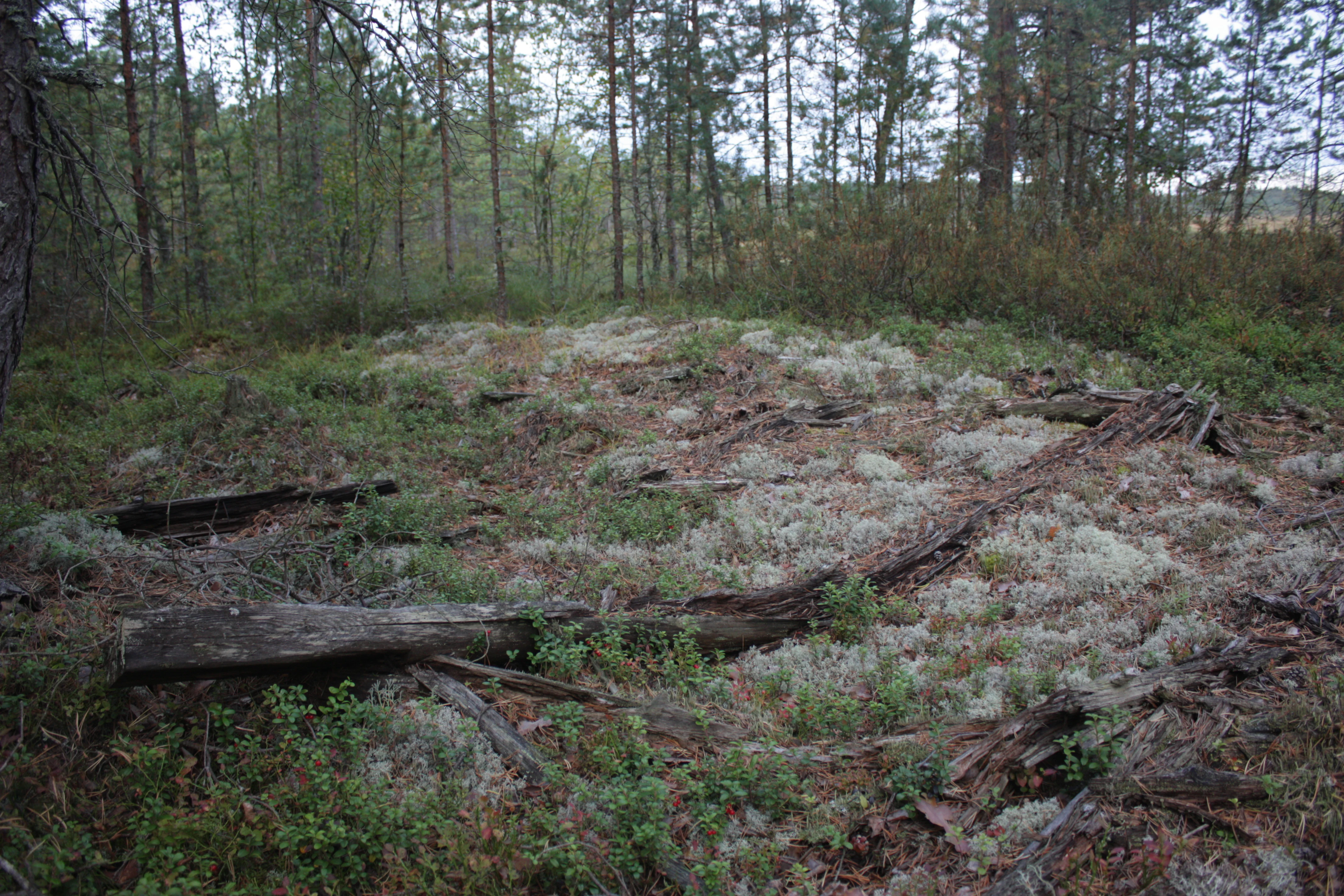 Moss-covered ground with wooden logs and forest background in a national park