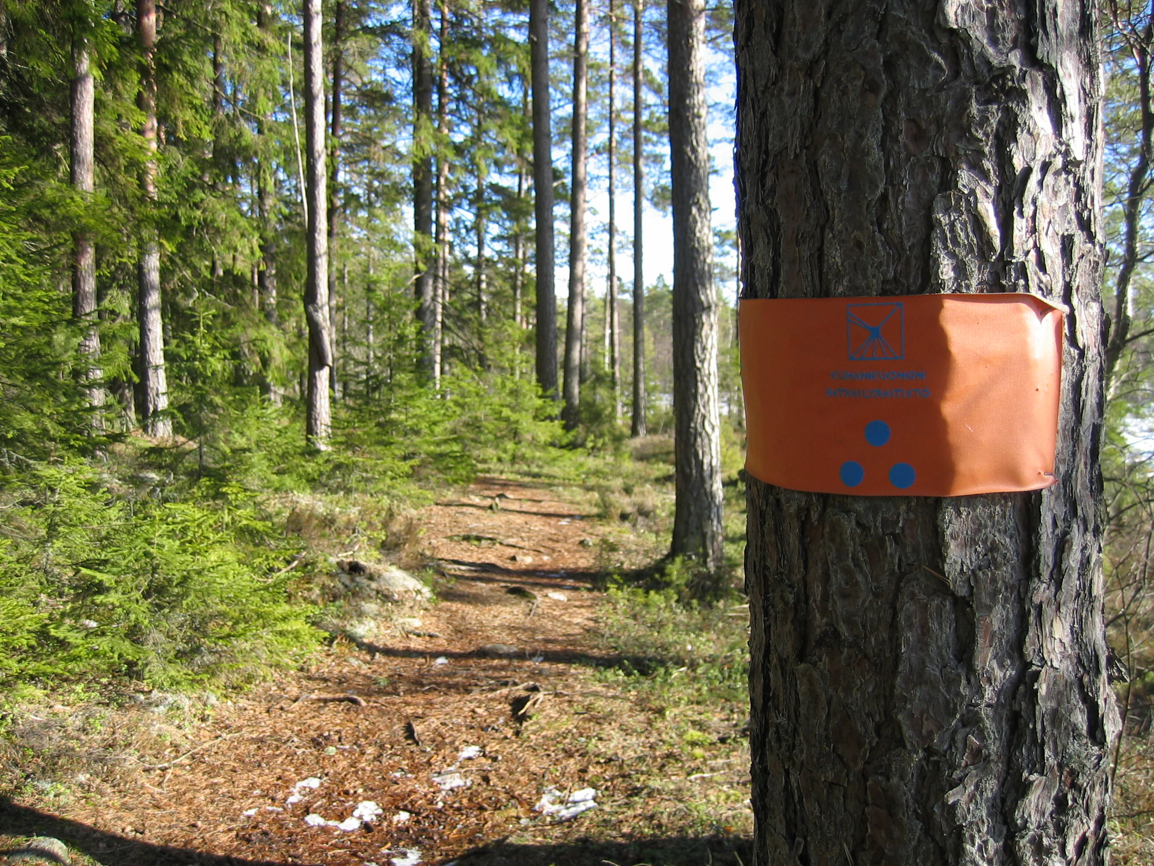 Orange trail sign with blue dots on a pine tree, showing a forest trail with dirt path and scattered snow patches under tall pine trees