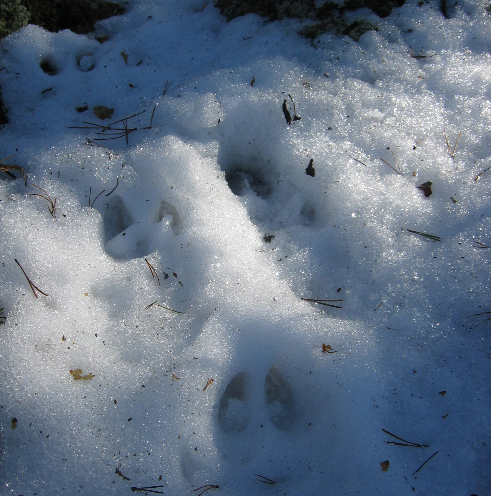 Snow-covered ground with large animal tracks and scattered pine needles