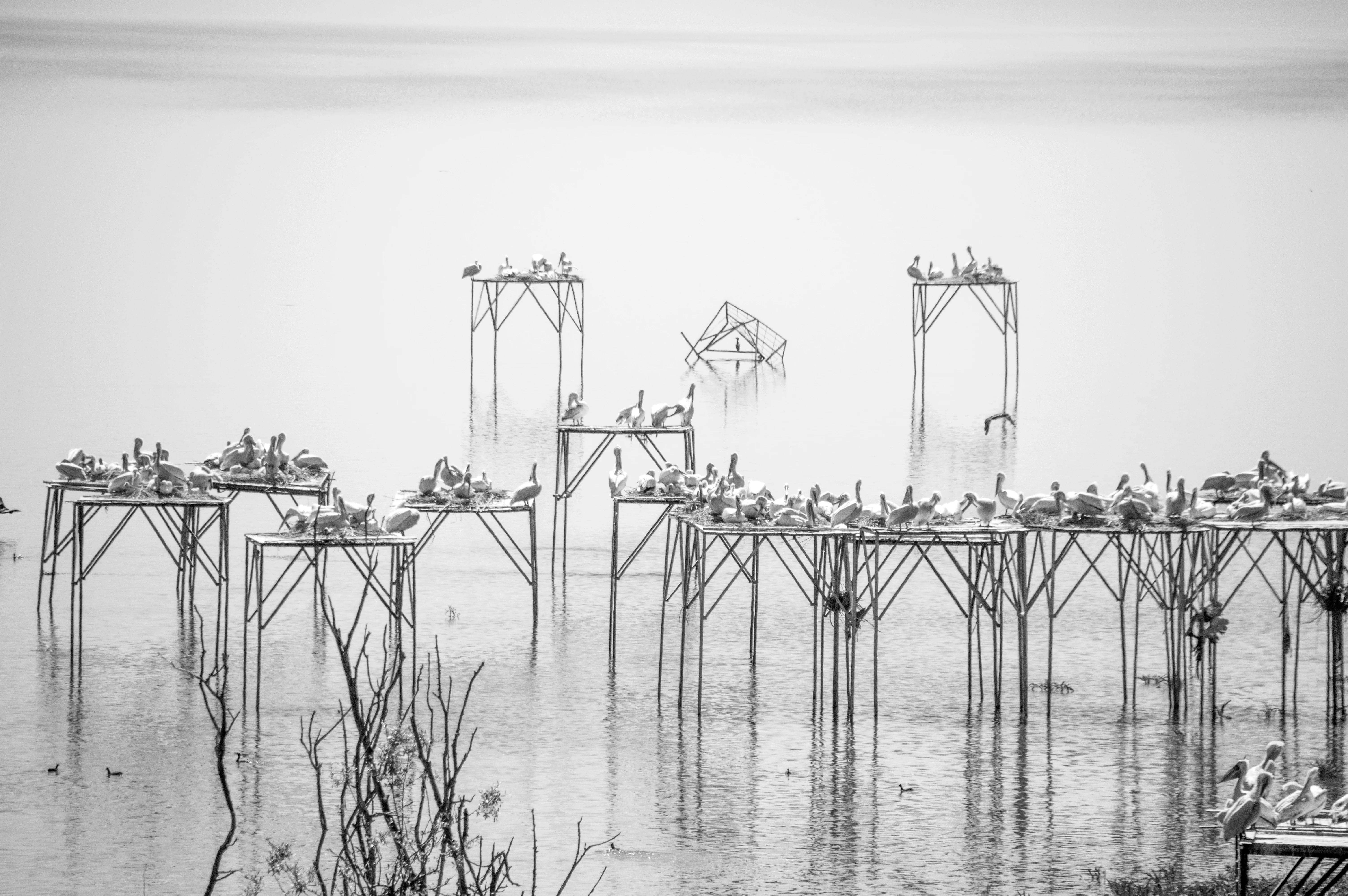 Black-and-white image of metal observation towers with birds perched on them in a wetland area