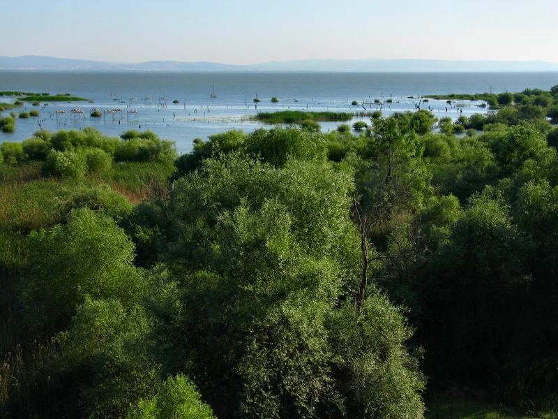 Wide view of a wetland landscape with dense green trees and shrubs, a large body of water in the background, and distant mountains under a clear sky