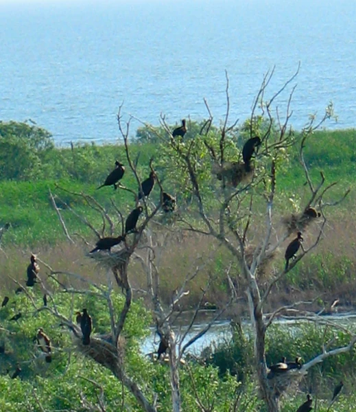 Birds perched on tree branches and in nests with lake and green vegetation in background