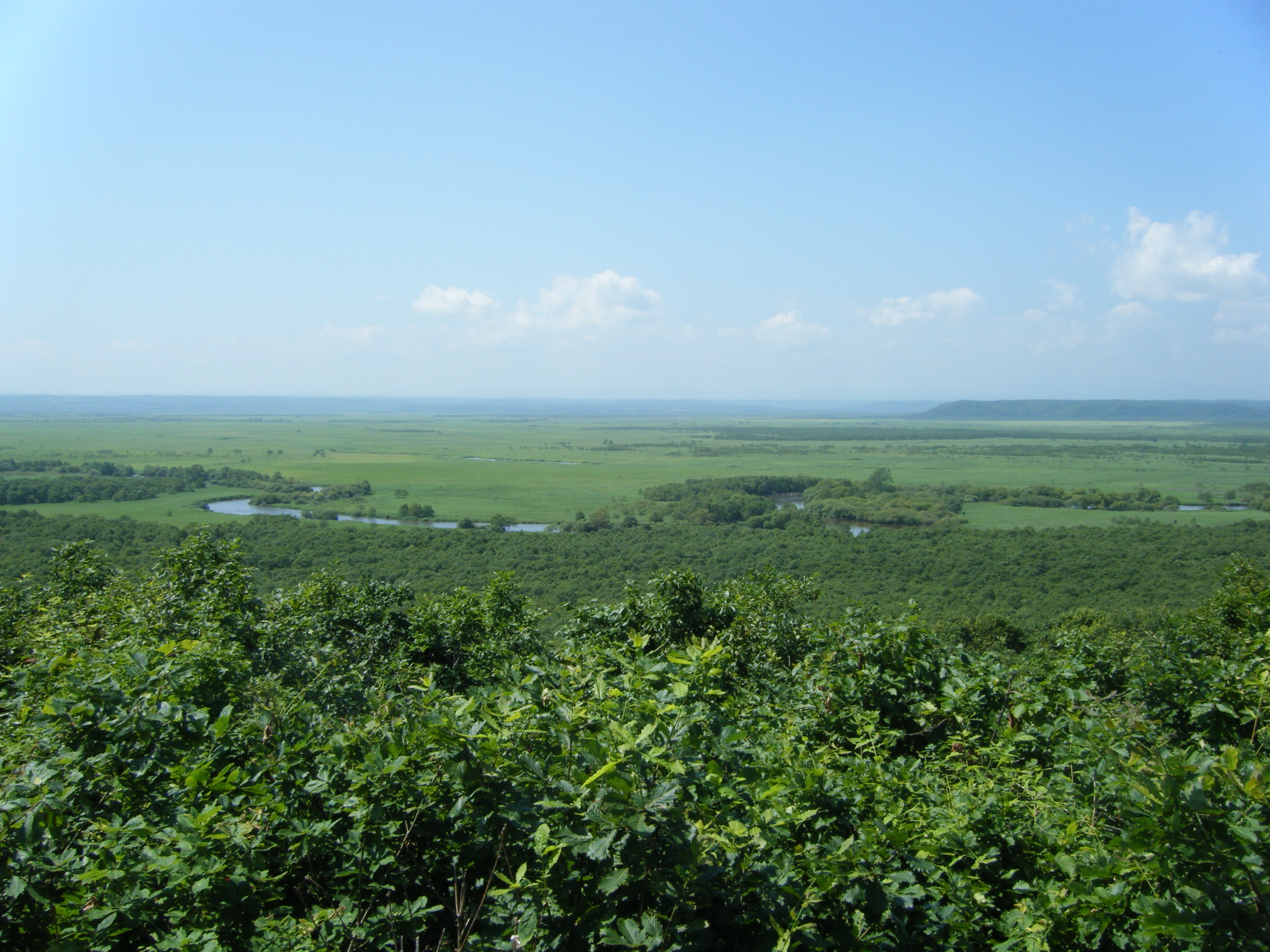 Vista panorámica de exuberantes humedales verdes y un río sinuoso bajo un cielo azul claro, con densa vegetación en primer plano