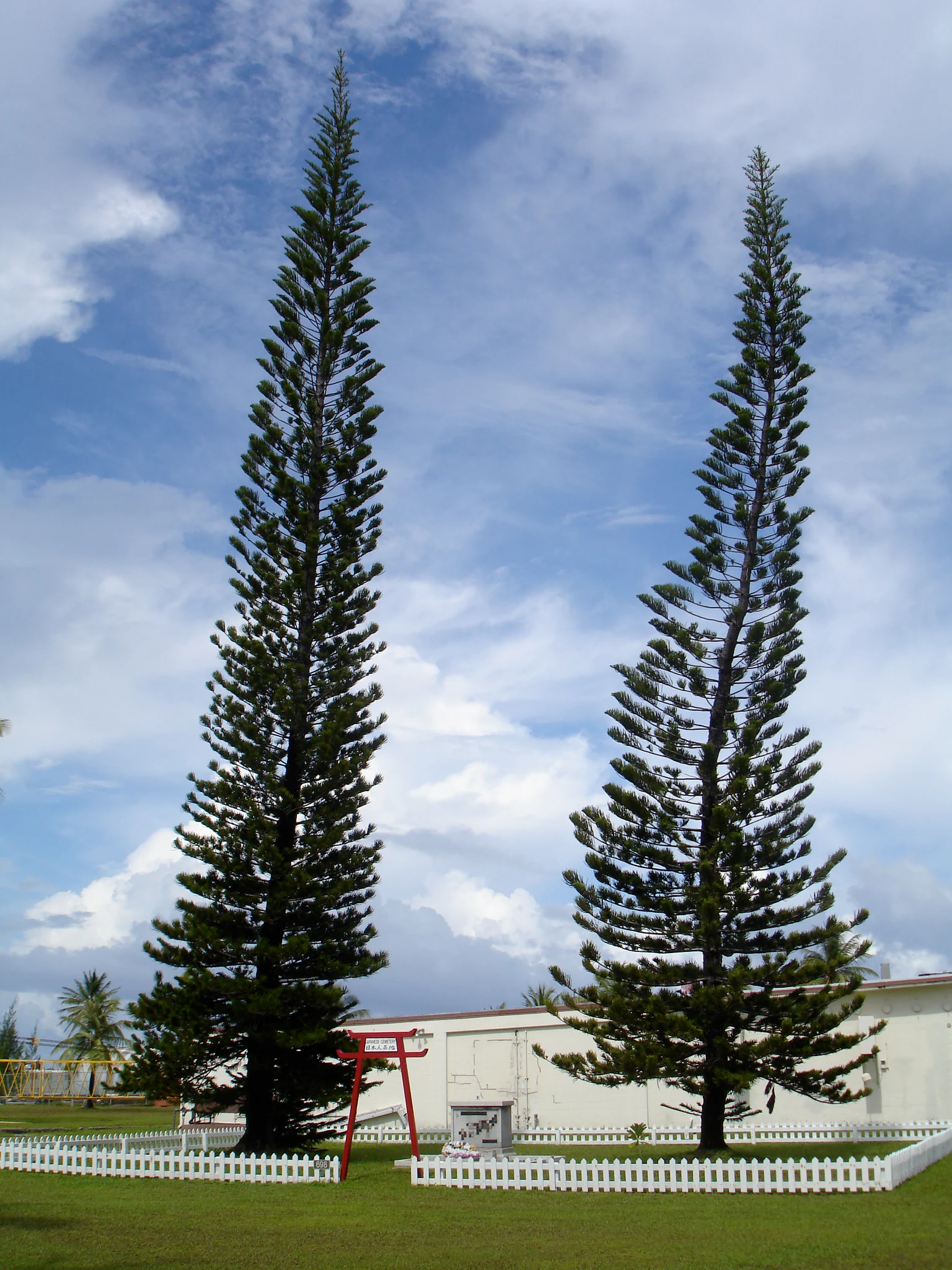 Dos árboles coníferos altos y esbeltos se alzan junto a un pequeño torii rojo y una placa conmemorativa dentro de un recinto de valla blanca en el atolón de Kwajalein.