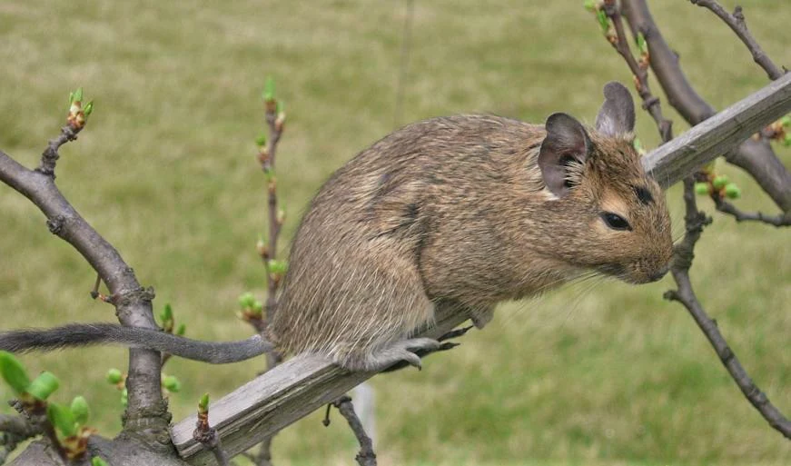 A small brown Degu (Octodon degus) with large ears sitting on a thin branch with green buds, grassy background