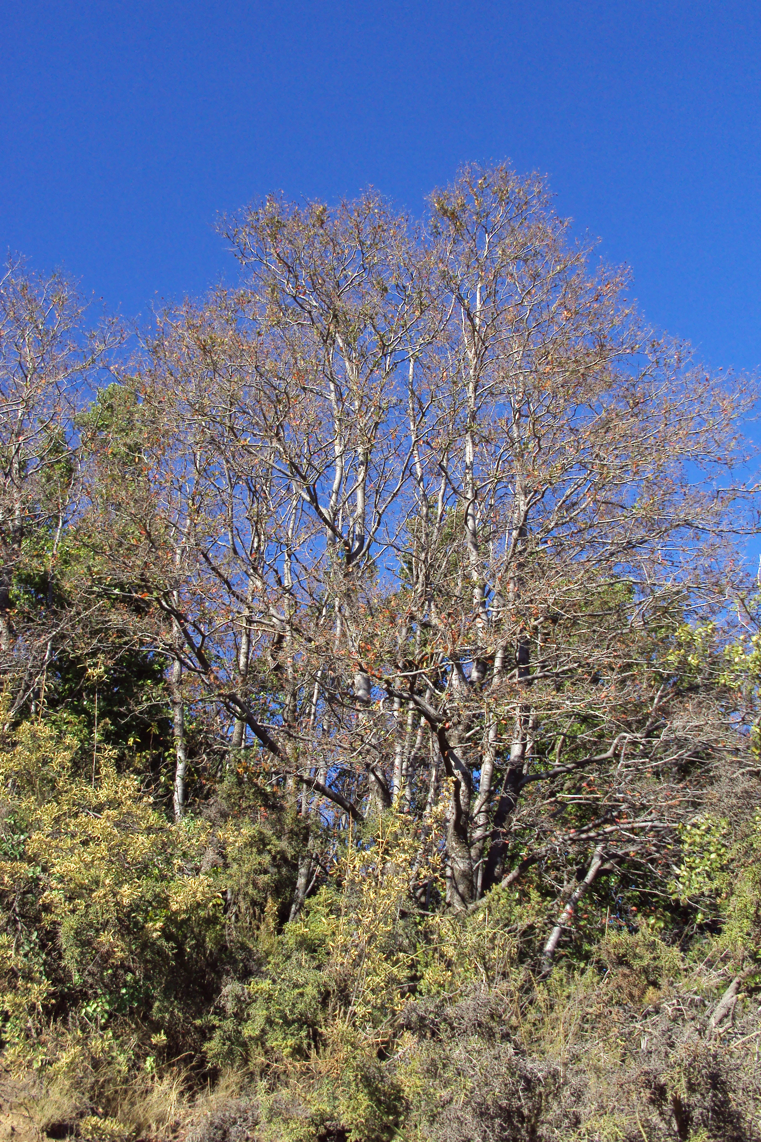 A tall tree with sparse branches and green foliage against a clear blue sky