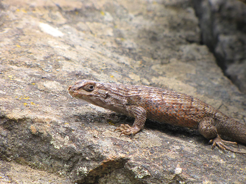 Brown lizard with patterned scales resting on a textured rock surface