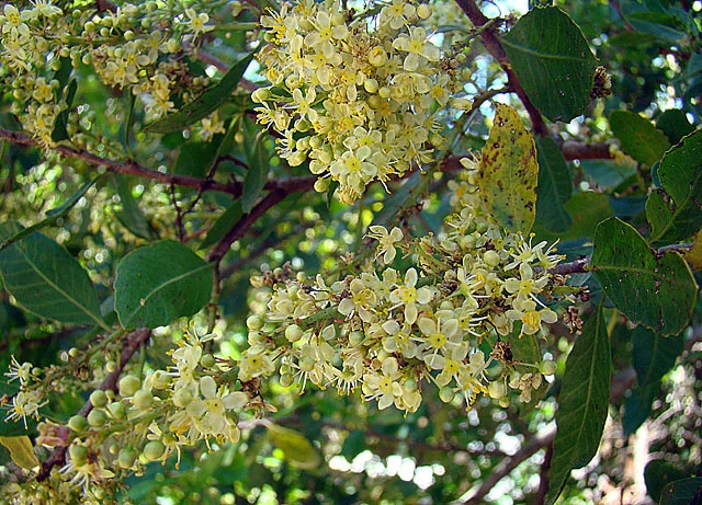 Close-up of Schinus latifolius flowers with green leaves in La Campana National Park
