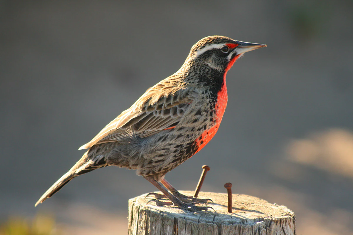 A bird with brown, black, and red plumage perched on a weathered tree stump with two nails