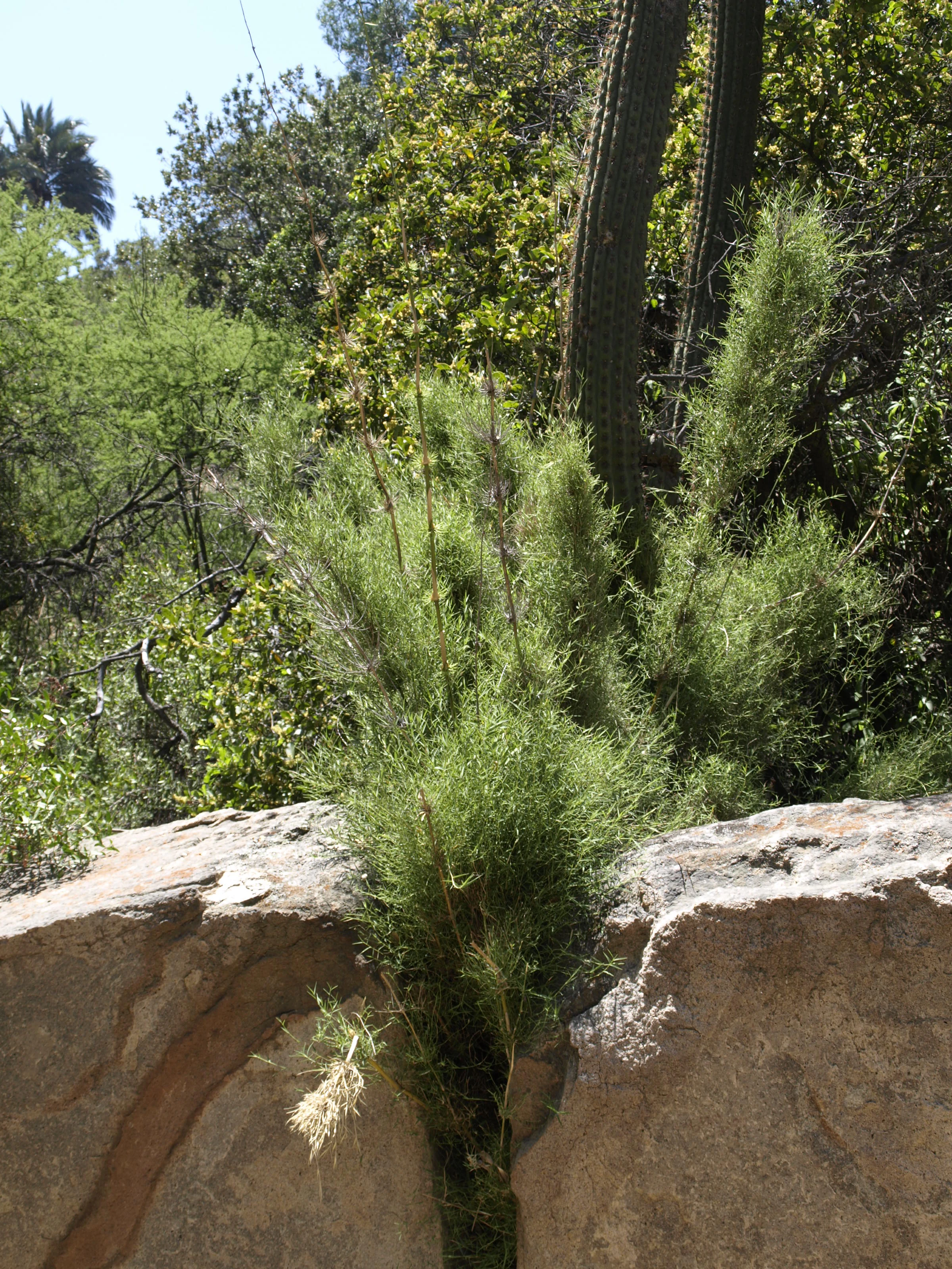 Close-up of Chusquea cumingii plant with green foliage and dry seed heads, growing between two large rocks with forest background
