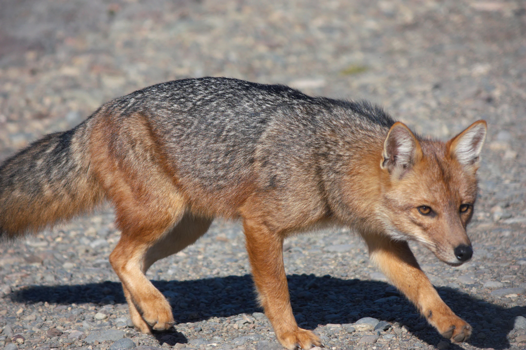 Fox with brown and gray fur walking on gravel surface