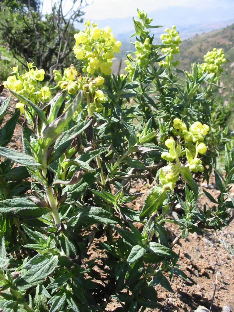 Yellow flowering plant with green leaves in a mountainous terrain