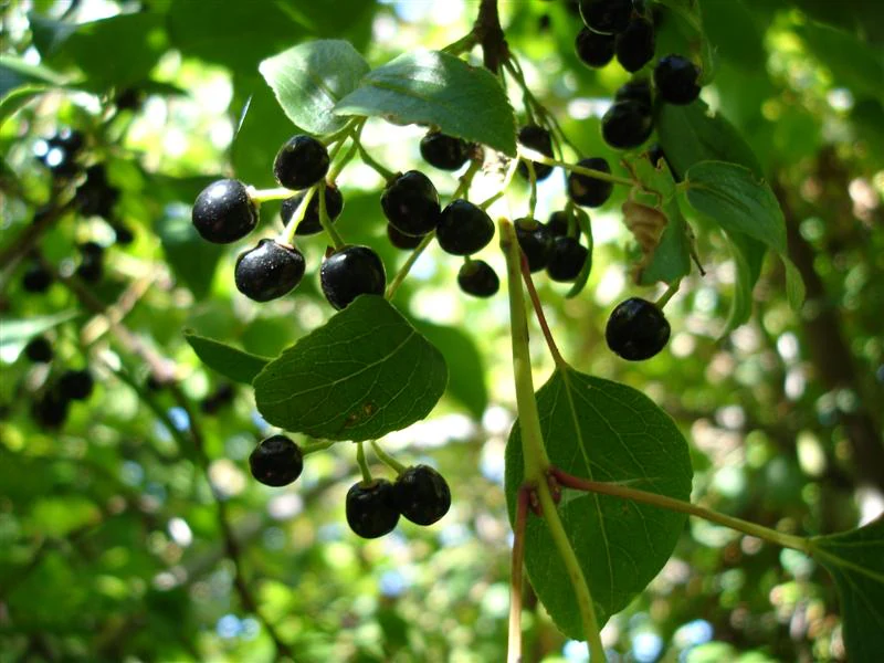 Dark berries on a plant stem with green leaves, showing the maqui plant
