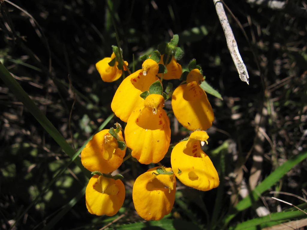 Yellow wildflower with distinctive pouch-shaped blooms, green leaves and stems, growing in natural vegetation