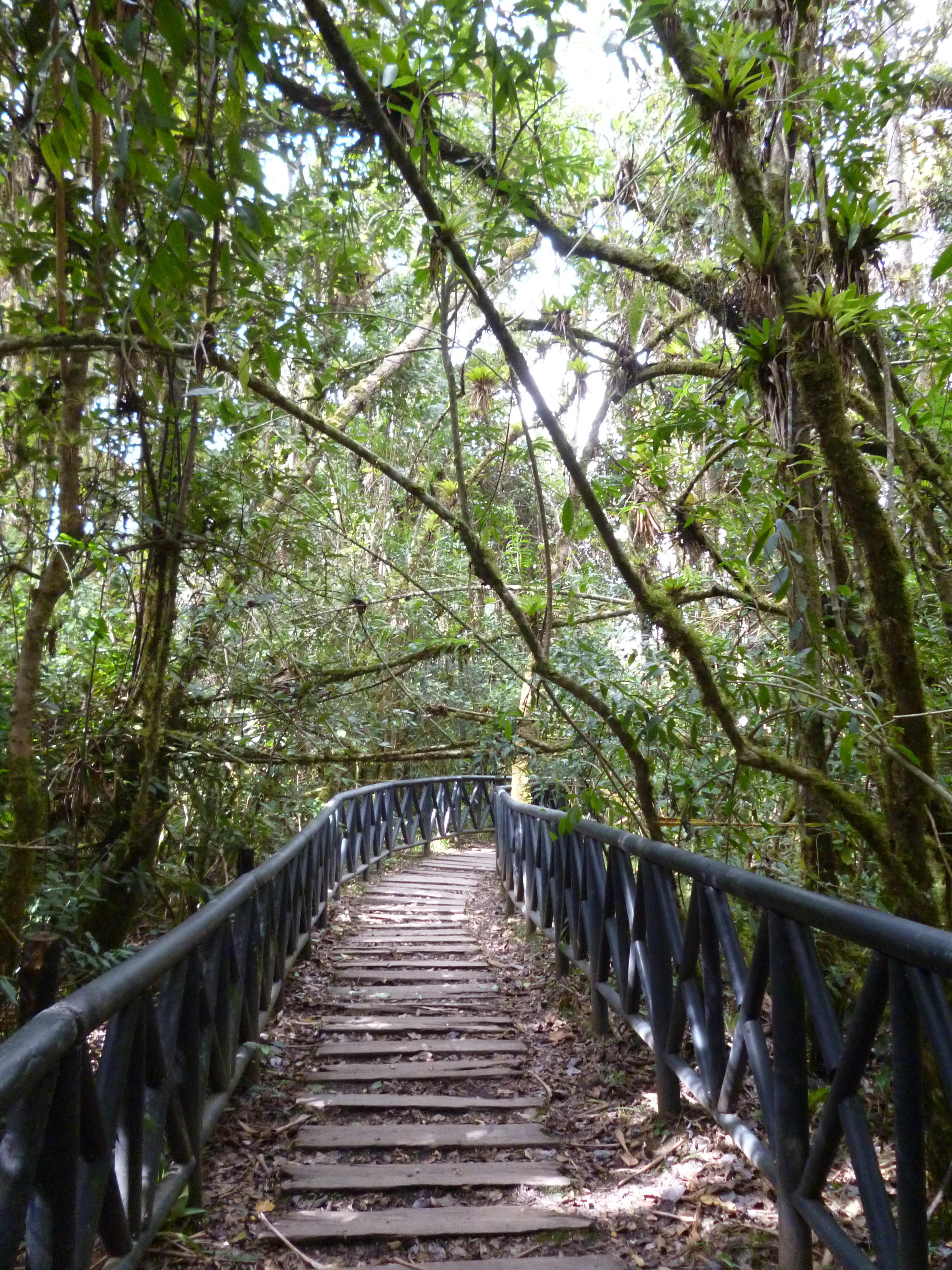 Escaleras de madera y barandillas de metal negro que conducen a través de una densa selva tropical con árboles altos y luz solar moteada