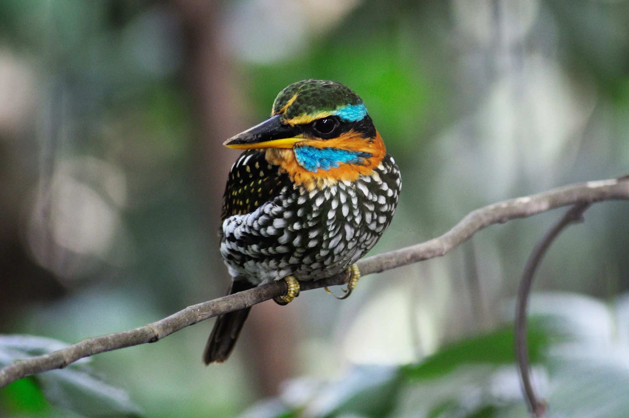 A male Spotted wood kingfisher perched on a thin tree branch, showcasing its colorful blue, orange, and spotted plumage against a blurry forest background.