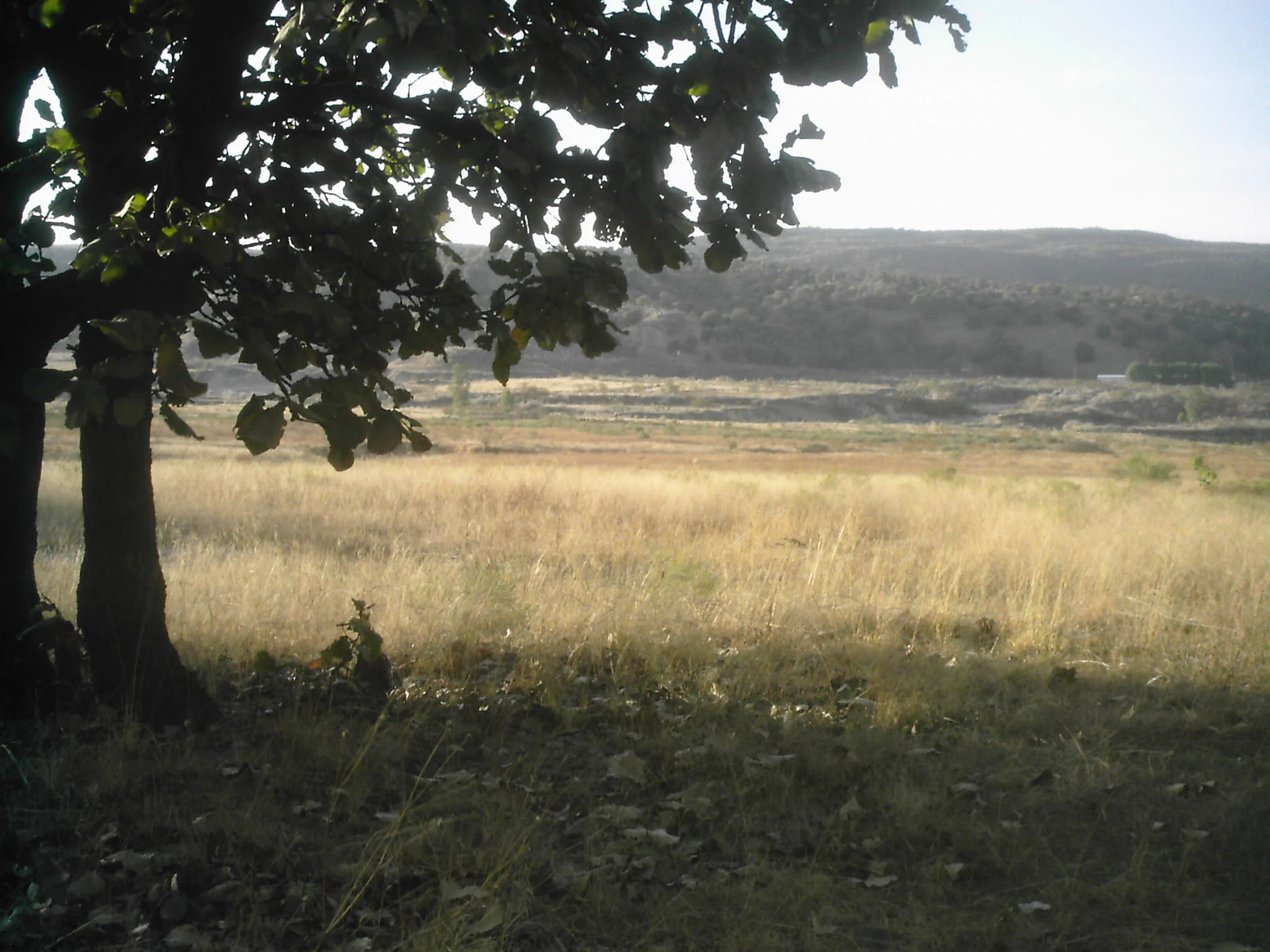 Una vista desde bajo la sombra de un árbol en primer plano, mirando a través de una pradera dorada y herbosa hacia colinas onduladas a lo lejos.