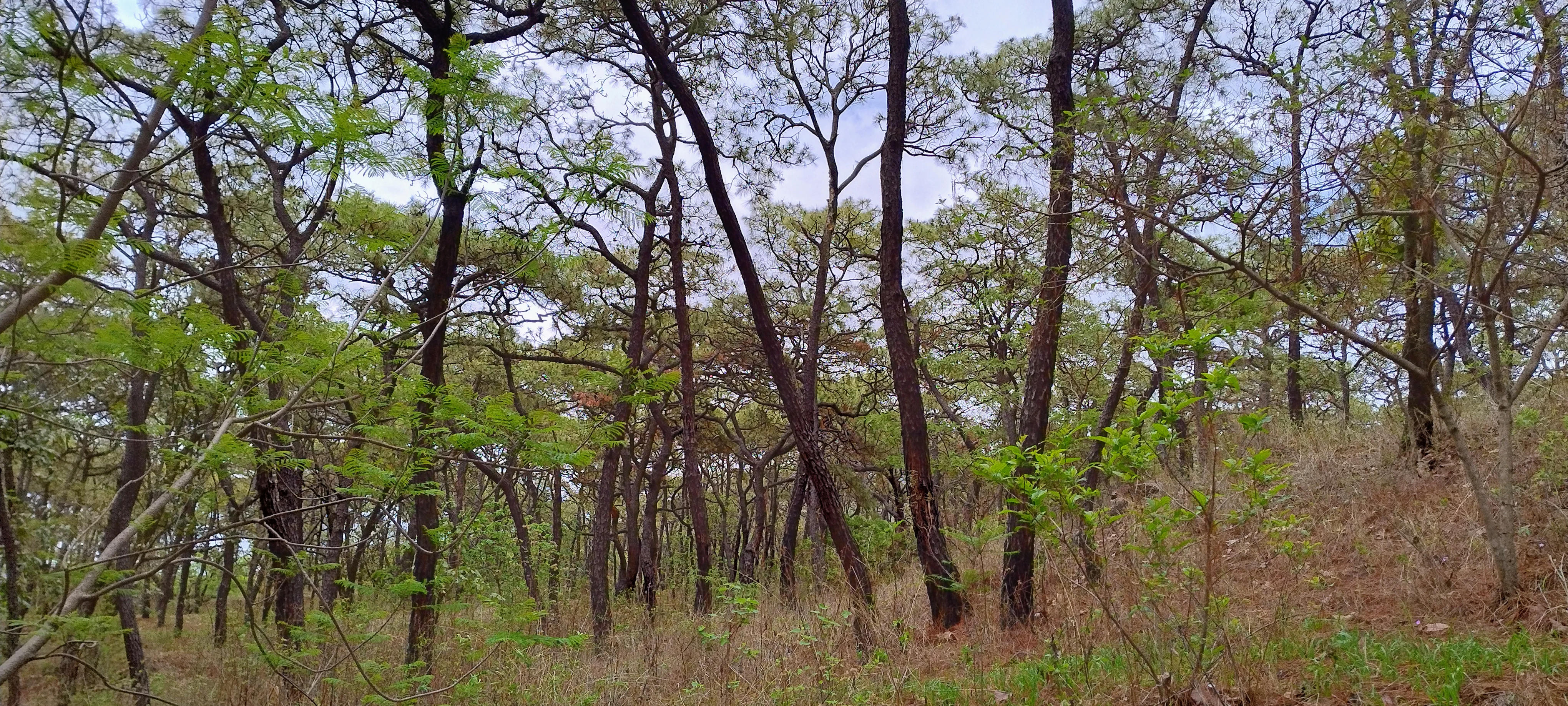 Una vista a media altura de un bosque claro de pinos y robles con troncos delgados y follaje verde contra un cielo pálido.
