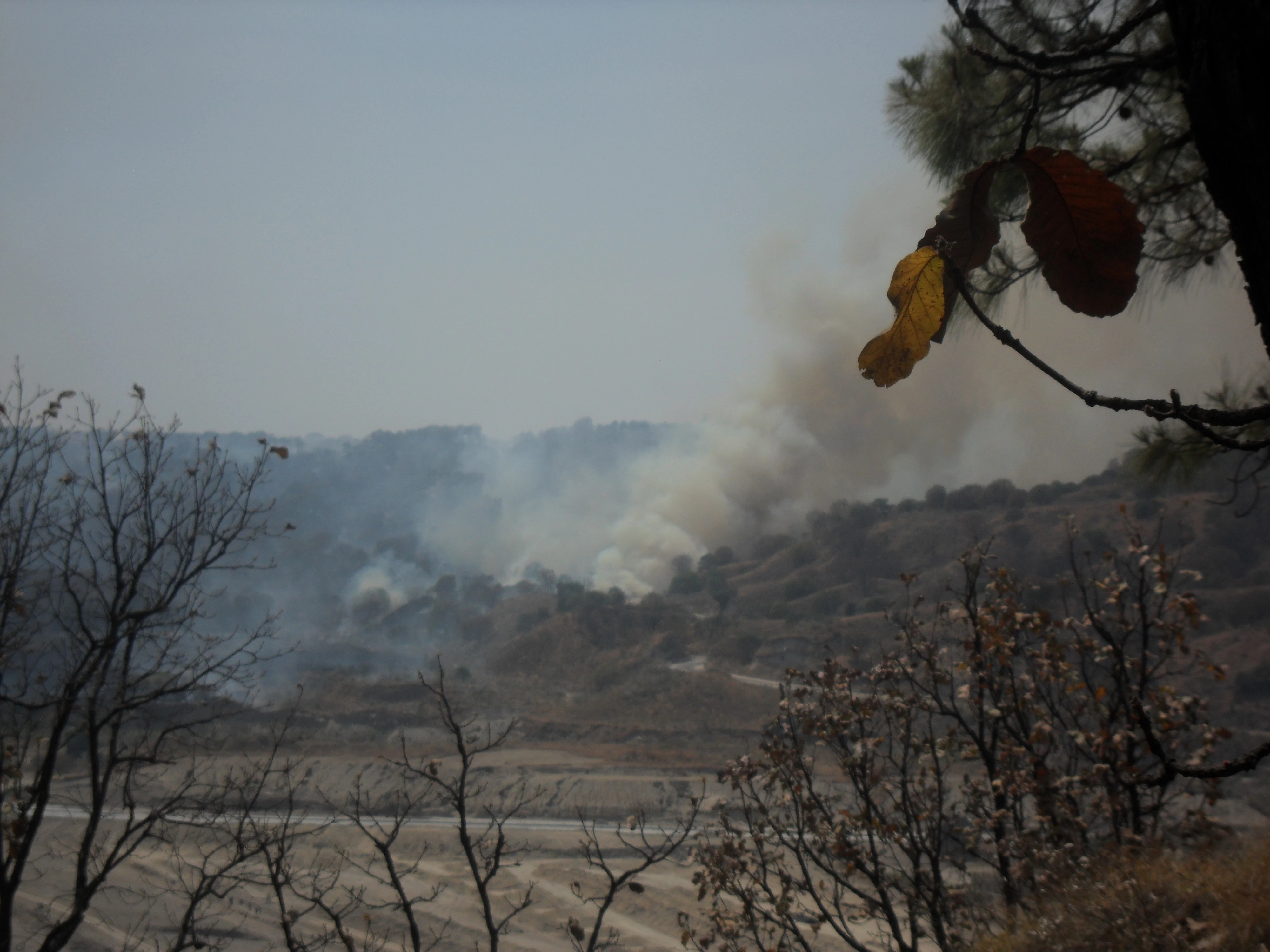 Una vista de una ladera en la Reserva de la Biosfera La Primavera cubierta de humo espeso por un incendio forestal, enmarcada por árboles en primer plano.