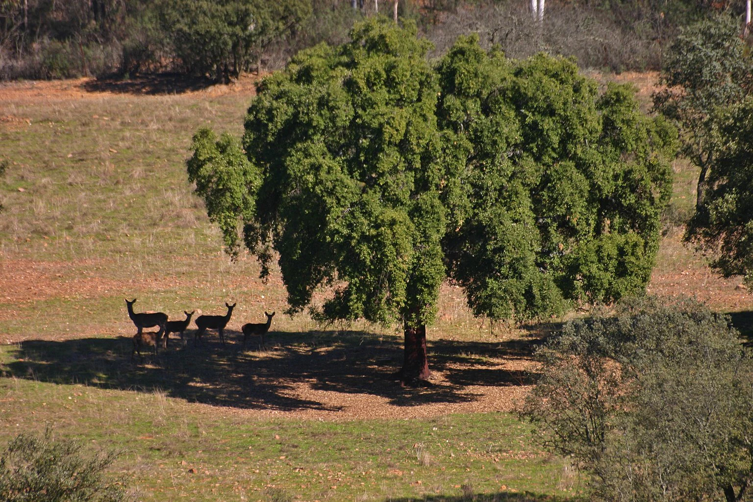 A group of four deer standing in the shade of a large, mature oak tree in a grassy, open woodland environment.