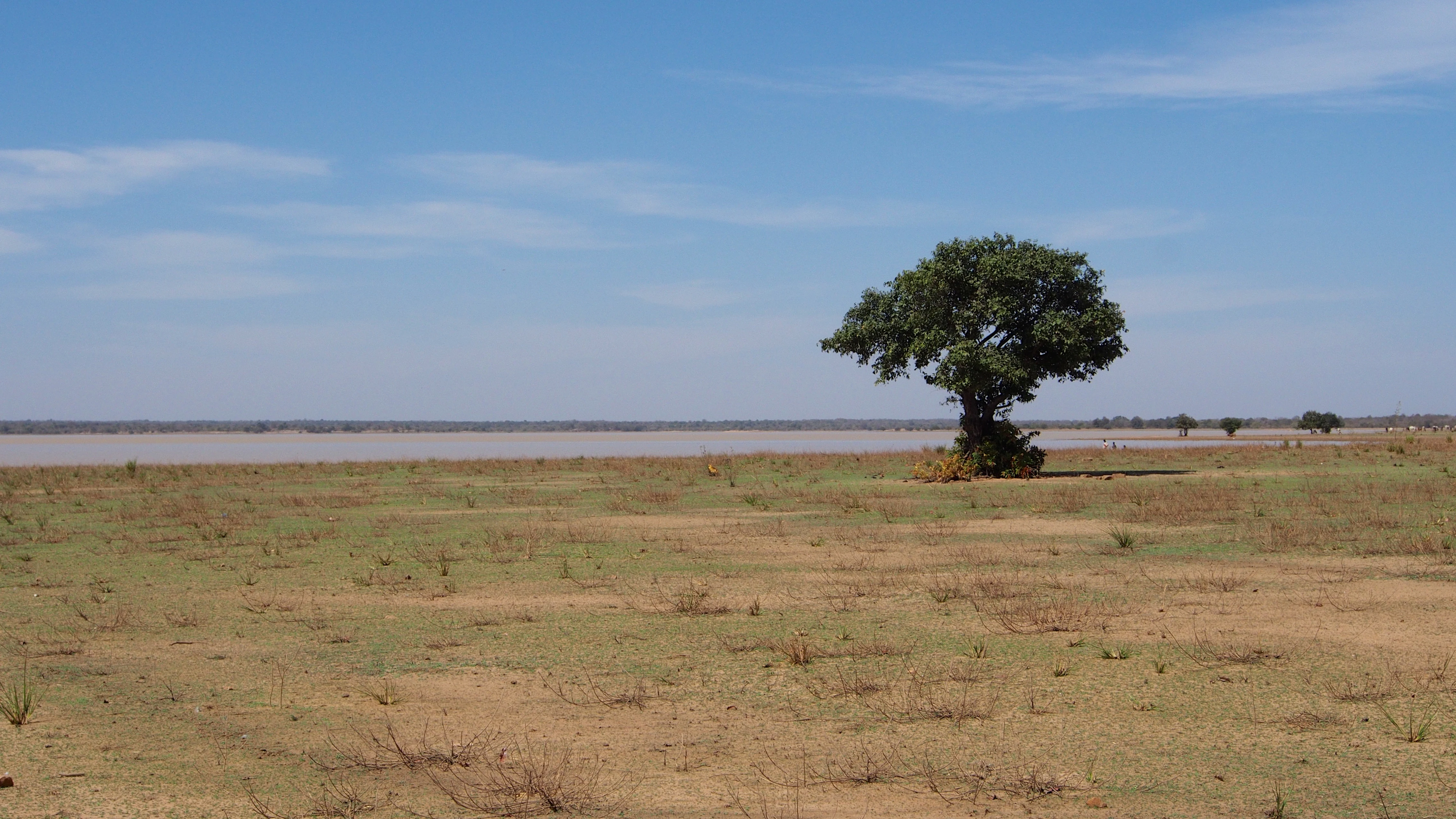Una vista amplia de una llanura árida similar a una sabana con un único árbol verde maduro en el plano medio y un lago tranquilo de color fangoso que se extiende a lo largo del horizonte bajo un cielo azul despejado.