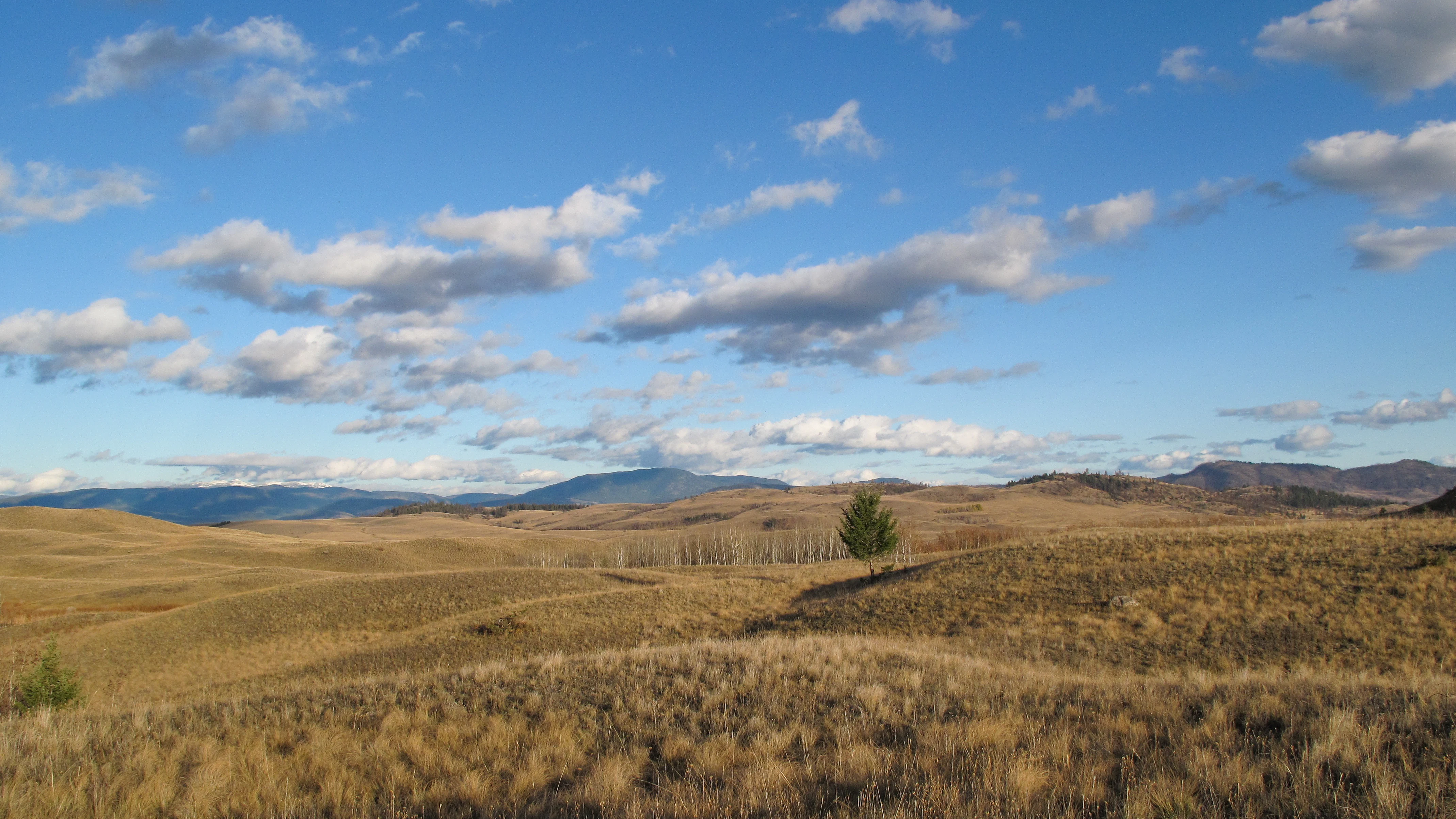 A wide landscape view of golden, dry grassy hills under a bright blue sky with scattered clouds, with low rolling mountains in the distance.