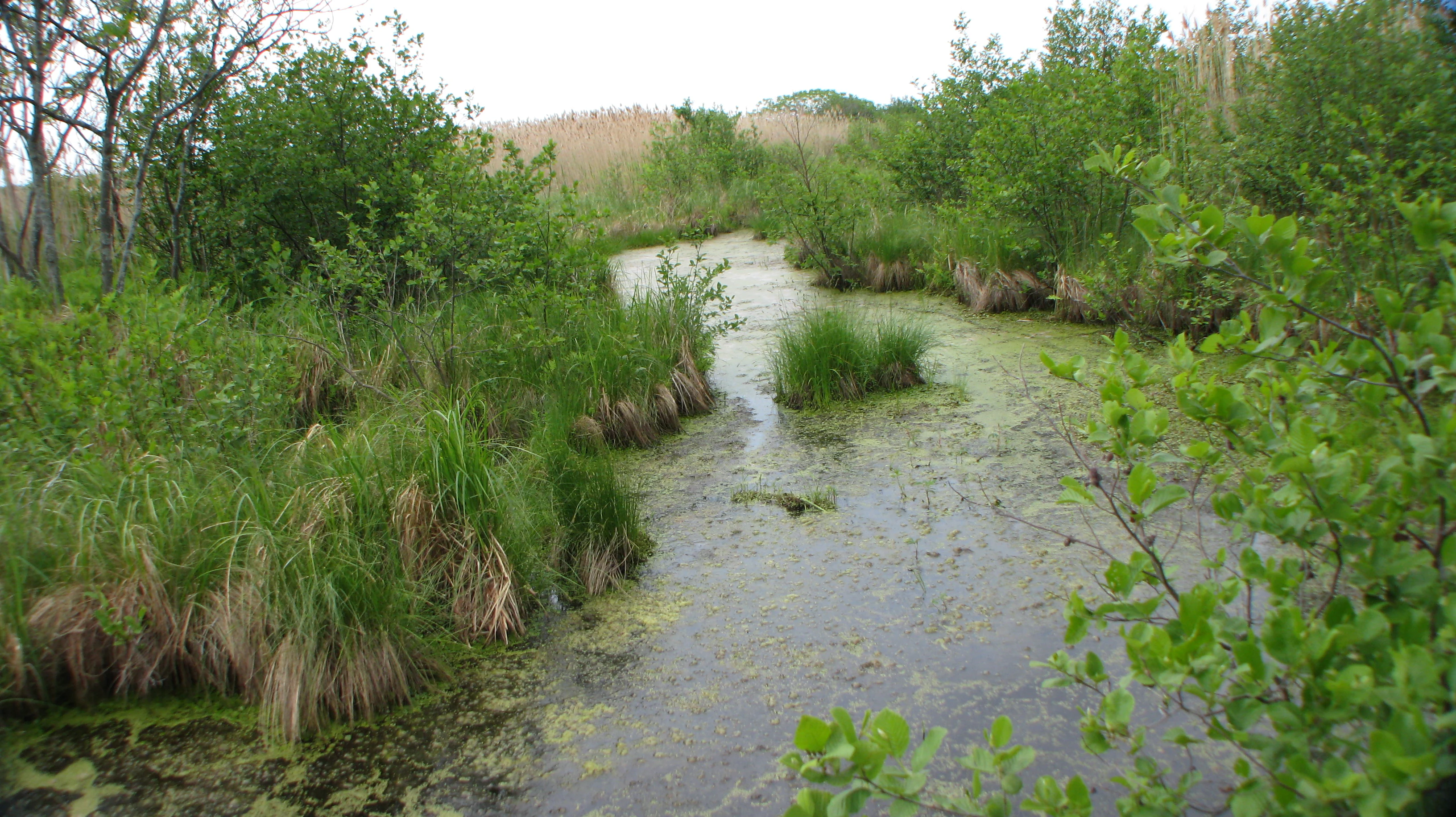 A narrow, shallow channel of water covered with algae winding through a wetland, flanked by grasses, shrubs, and trees.