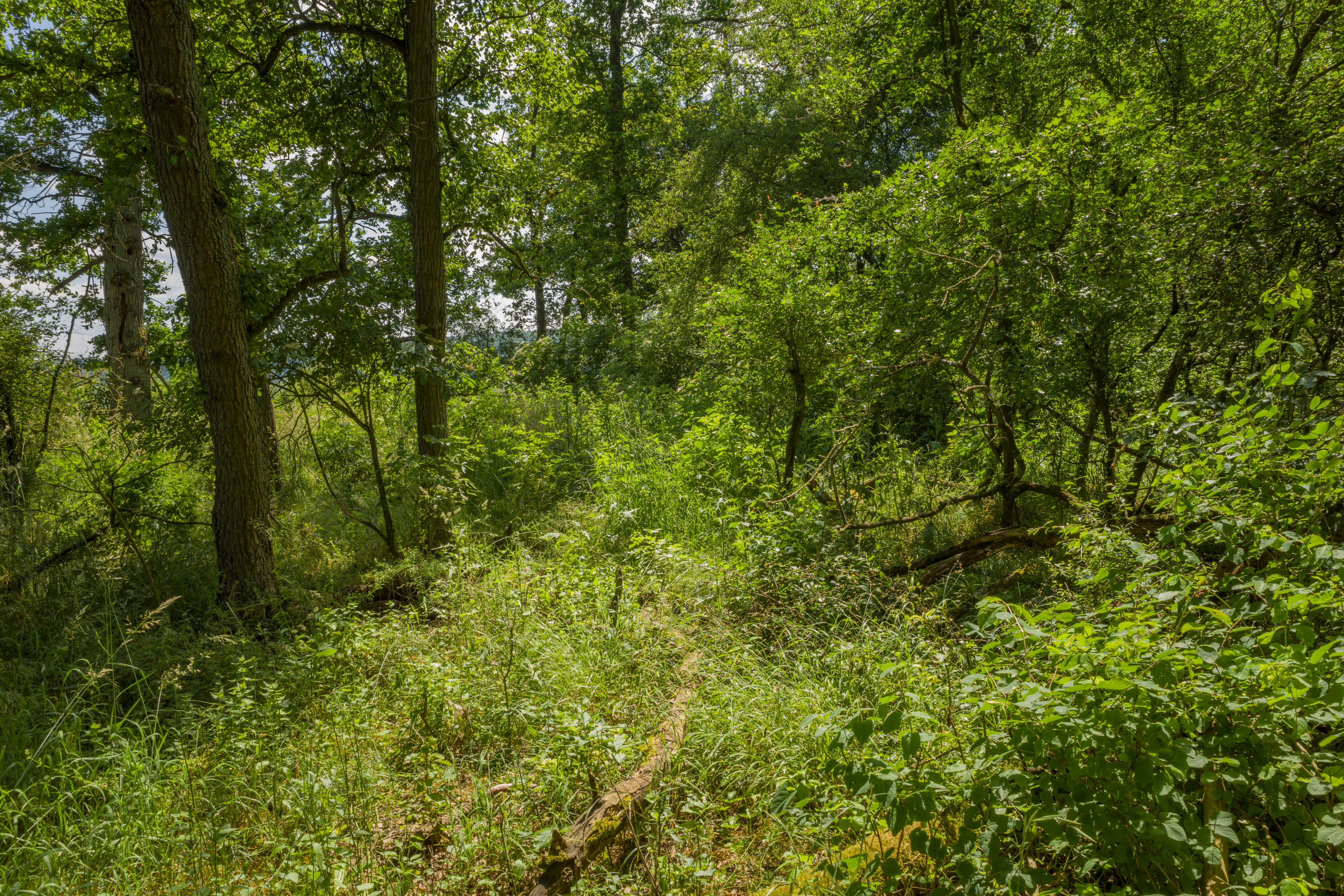 A narrow dirt path winds through a dense, lush green forest with tall trees and thick undergrowth.