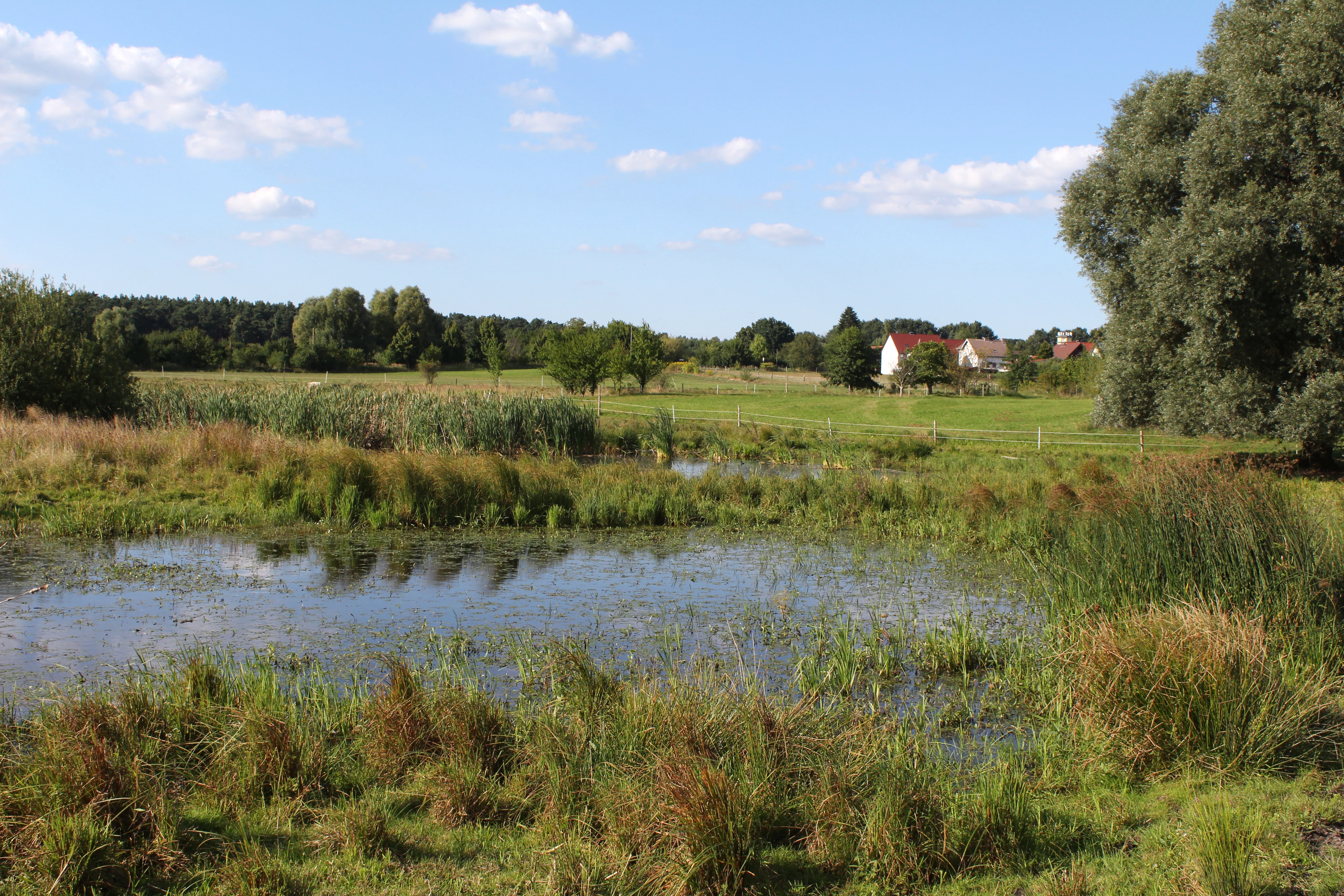 A peaceful landscape view of a nature reserve featuring a small pond in the foreground with grasses and wetland vegetation, leading into open fields and a distant row of trees under a clear blue sky.