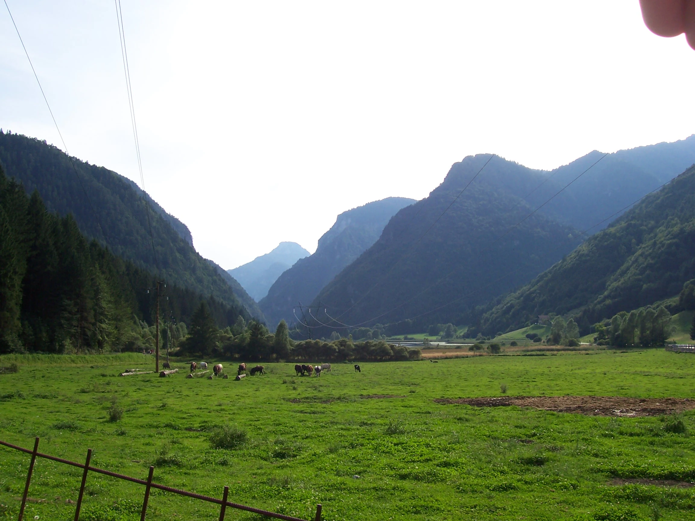 A wide shot of a green valley floor with cows grazing in a pasture, framed by steep forested mountains under a bright, slightly hazy sky.
