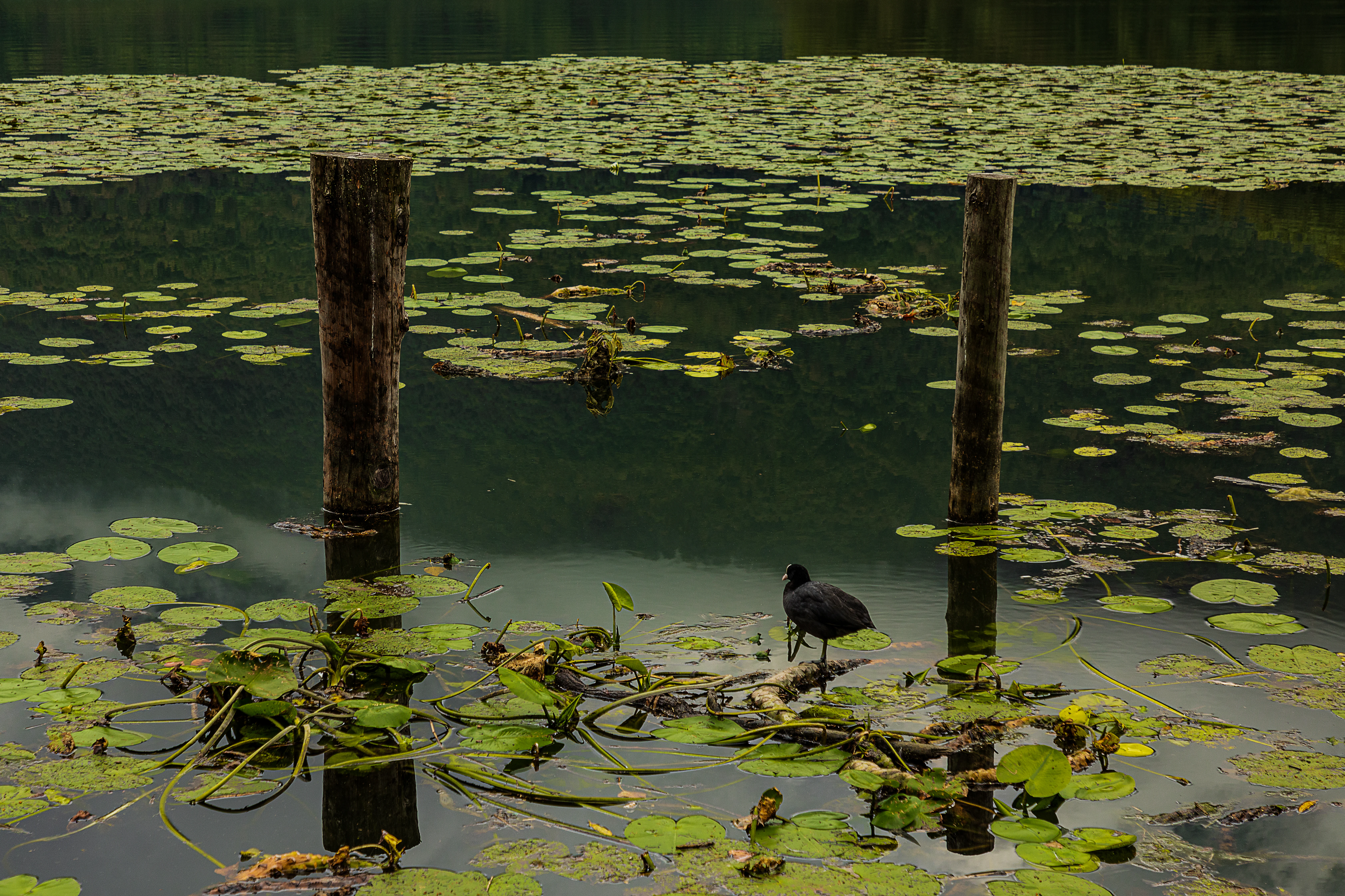 A small dark water bird standing on a piece of wood in a lake, surrounded by floating water lily pads and two wooden pilings.