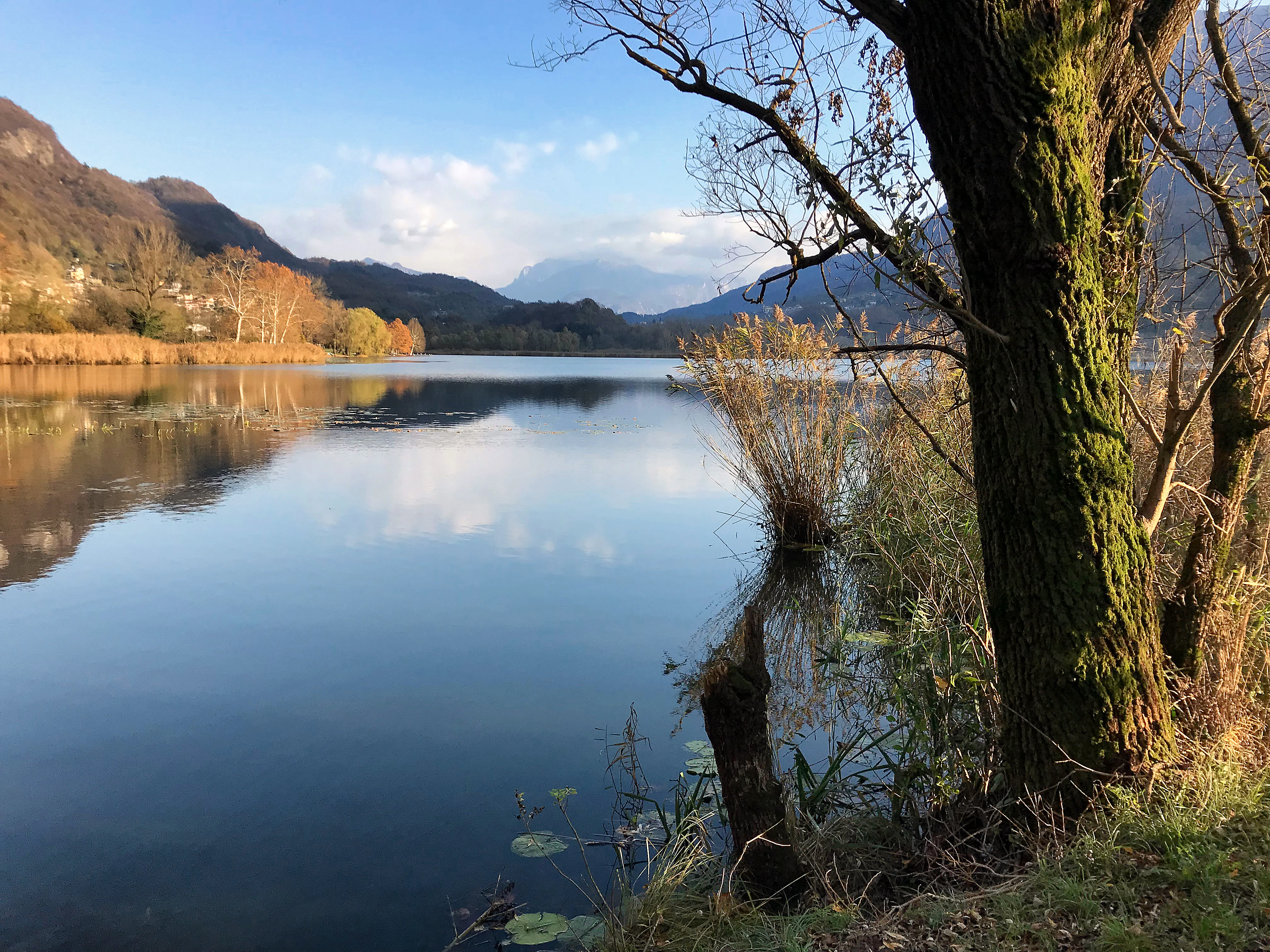 A calm lake reflecting the surrounding hills and sky with a large tree in the foreground on the right.