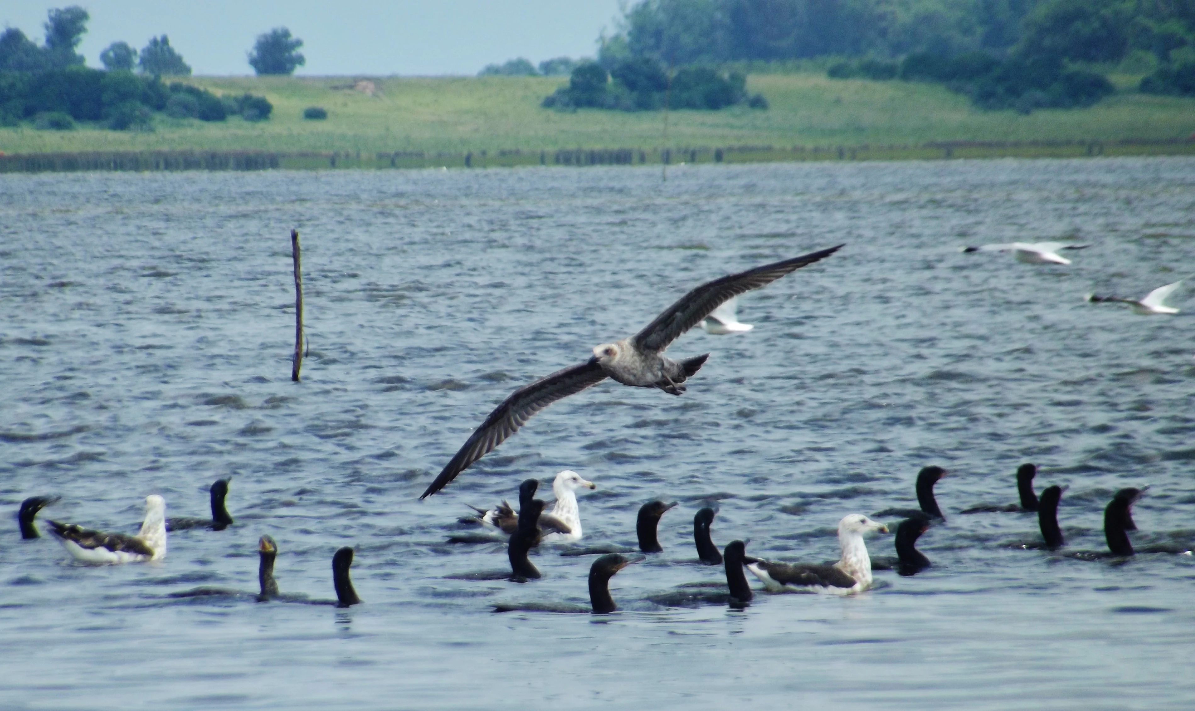 A large flock of dark and white birds swimming on a calm lagoon with one bird in flight in the center, a grassy shoreline visible in the background.
