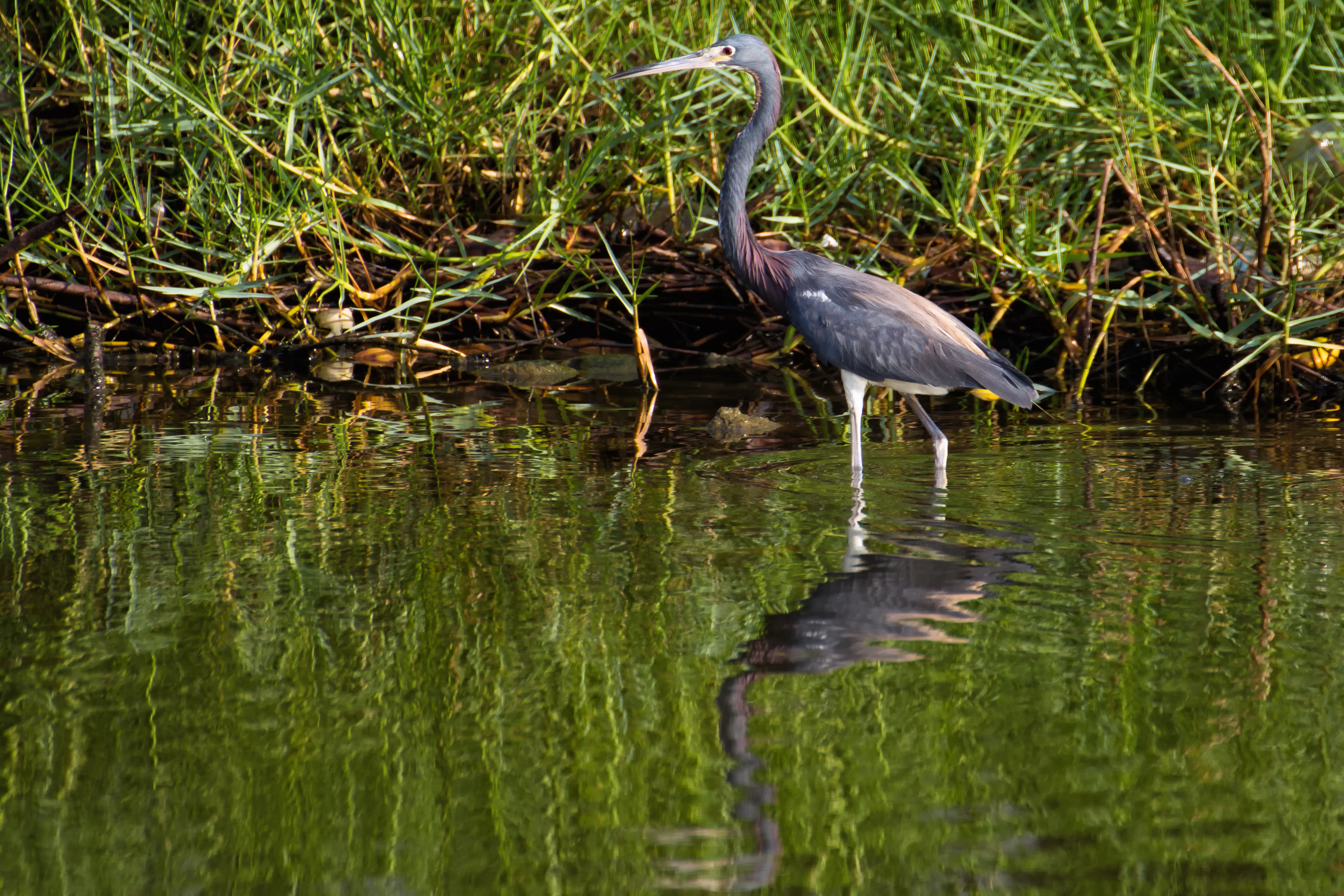 A Tricolored Heron standing in shallow water with green vegetation in the background