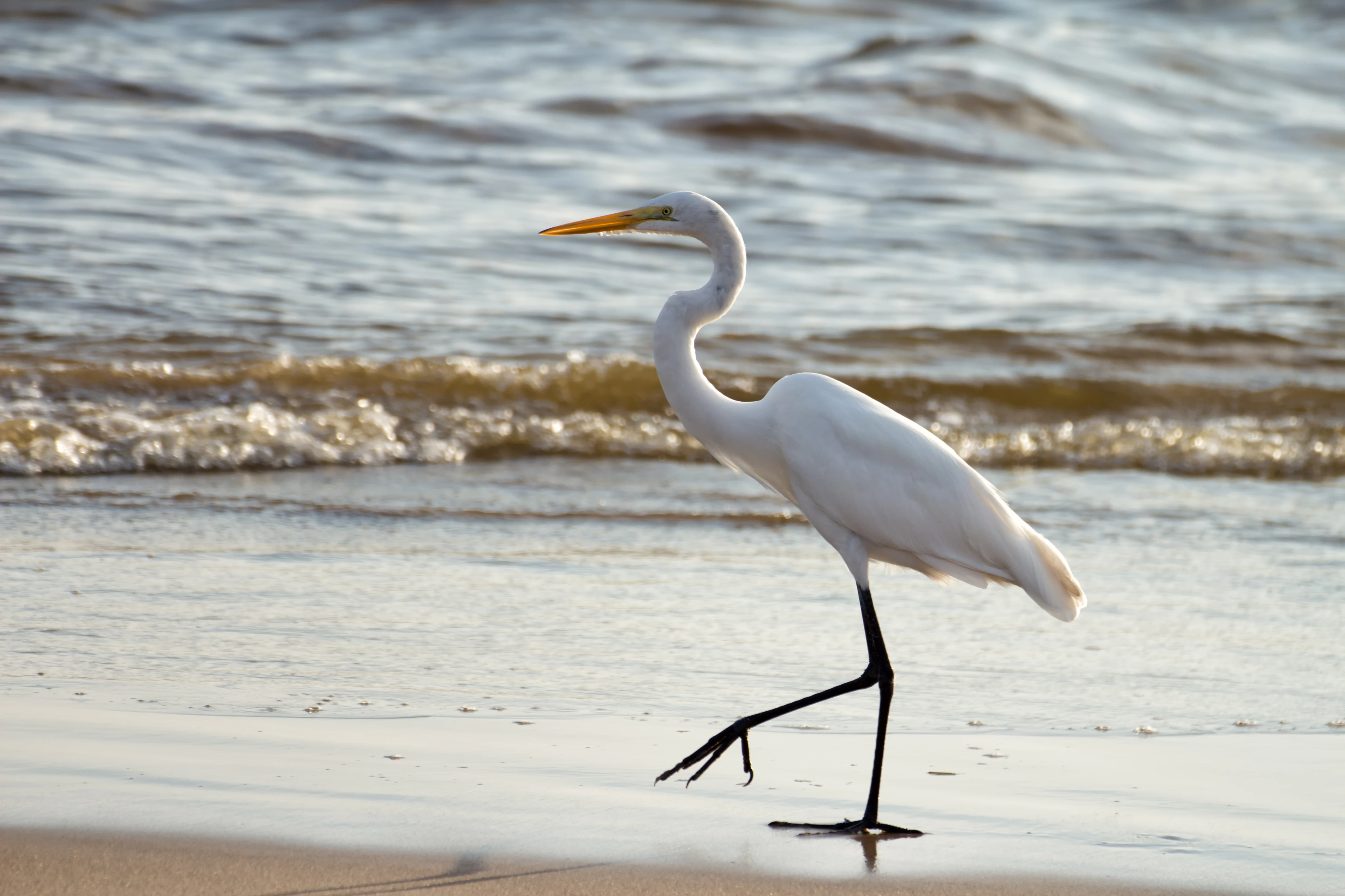 White Great Egret (Ardea alba egretta) standing on wet sand with ocean waves behind it