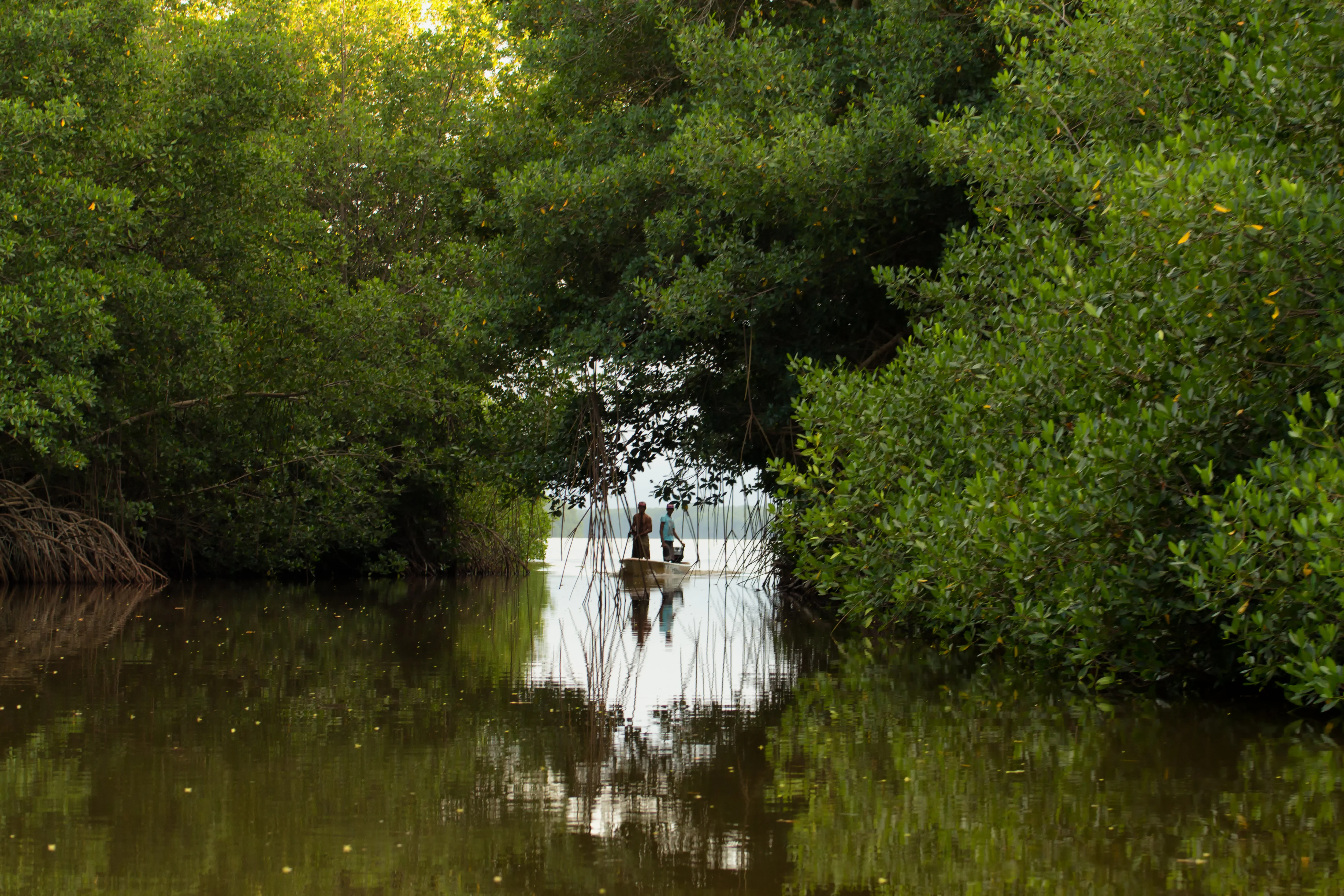 A narrow waterway through dense mangrove trees with two people in a small boat on the water