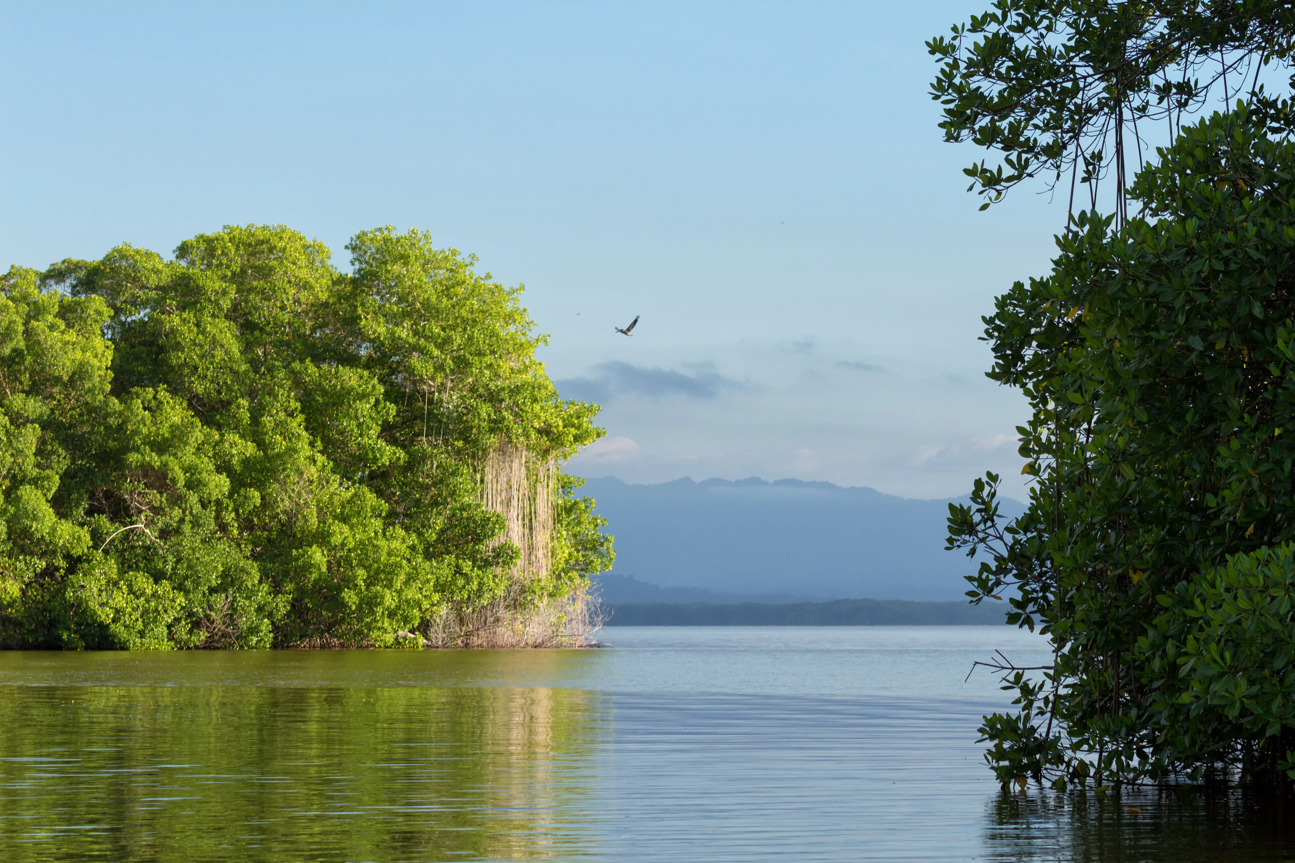 Calm body of water surrounded by dense green mangrove trees with mountains in the background and a bird flying