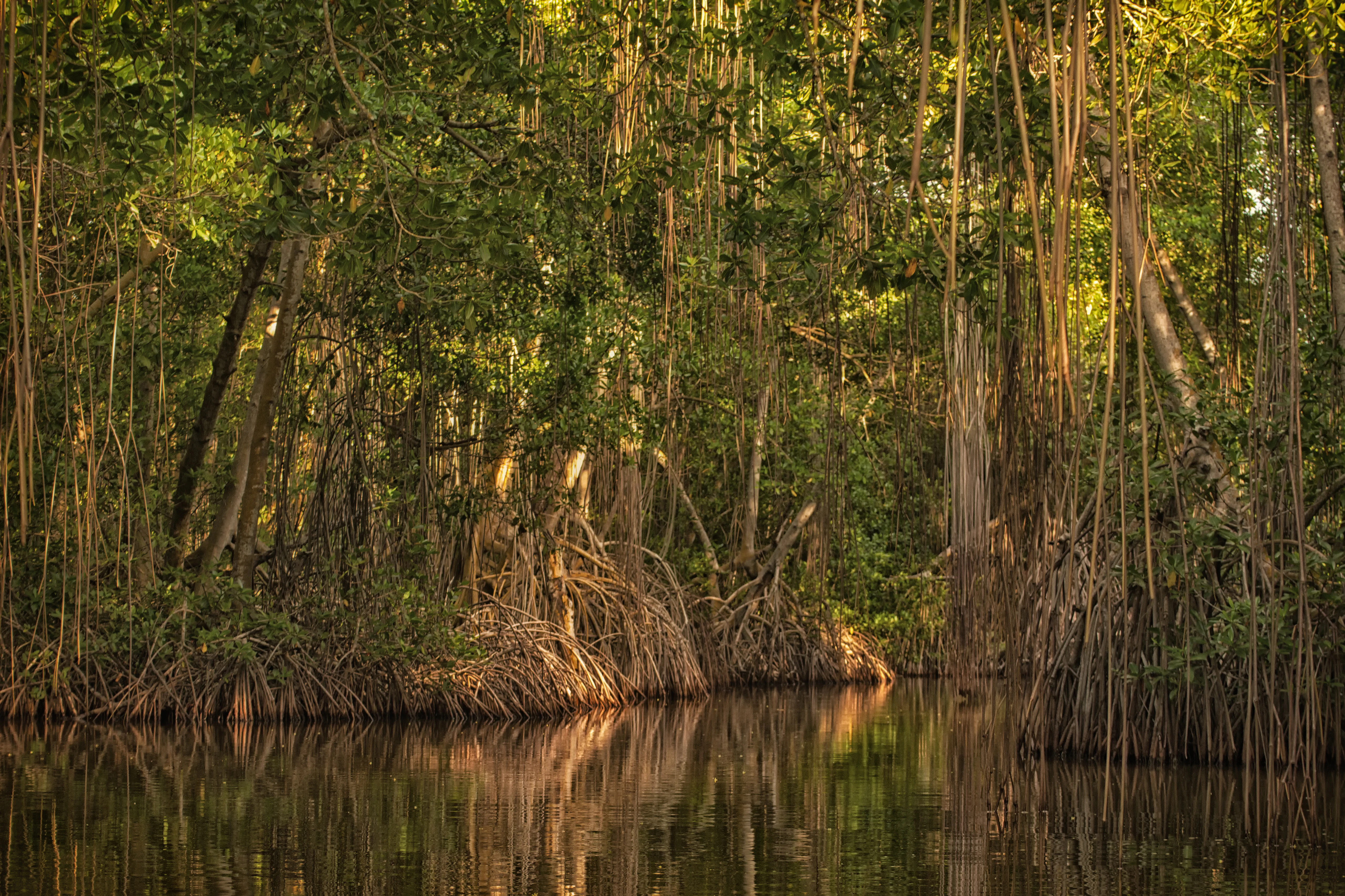 A dense mangrove forest with tangled roots and lush green foliage reflected in calm water