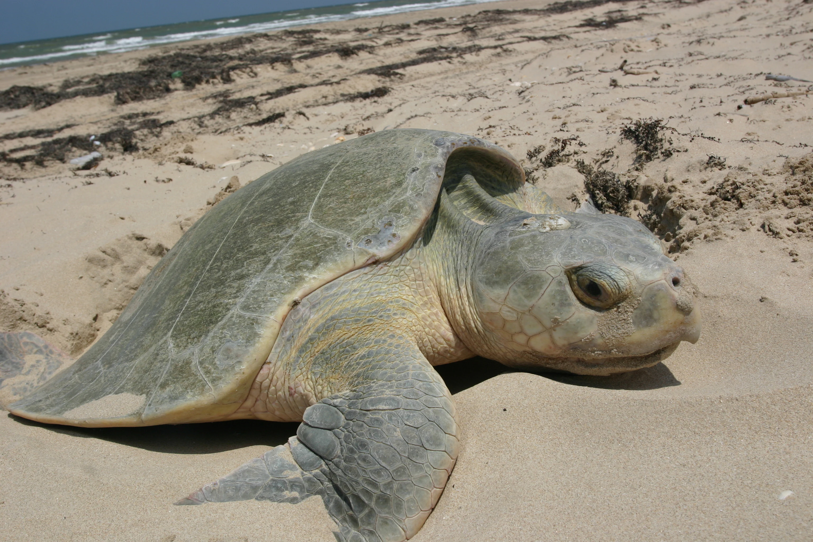 A Kemp's Ridley sea turtle resting on sandy beach with the ocean in the background.