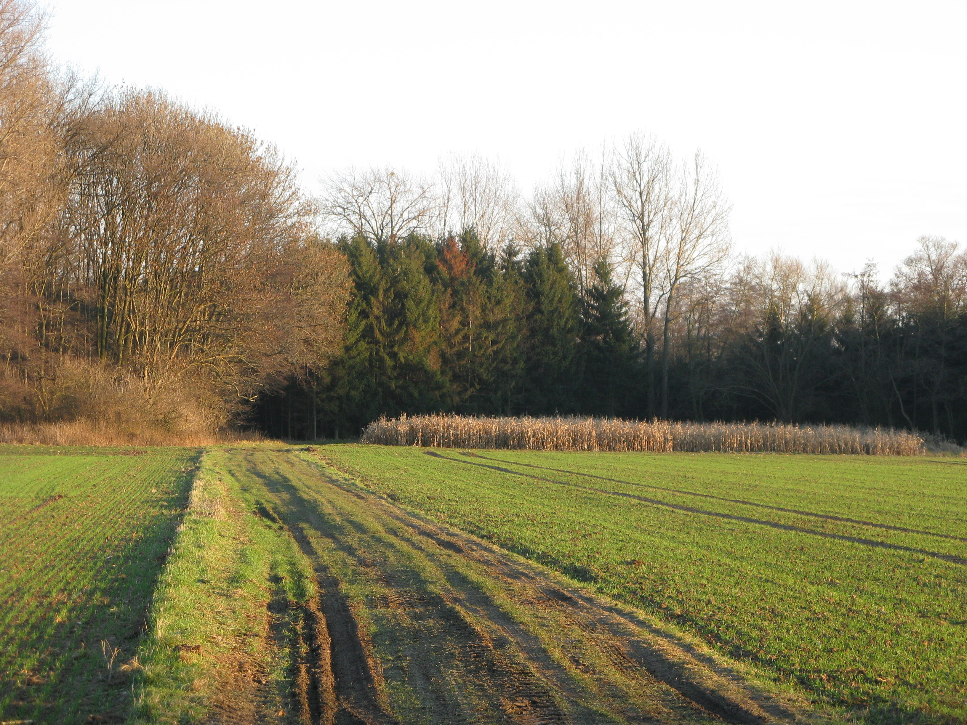 A dirt farm track leads through a green field toward a dense woodland area in the Lahder Marsch nature reserve.