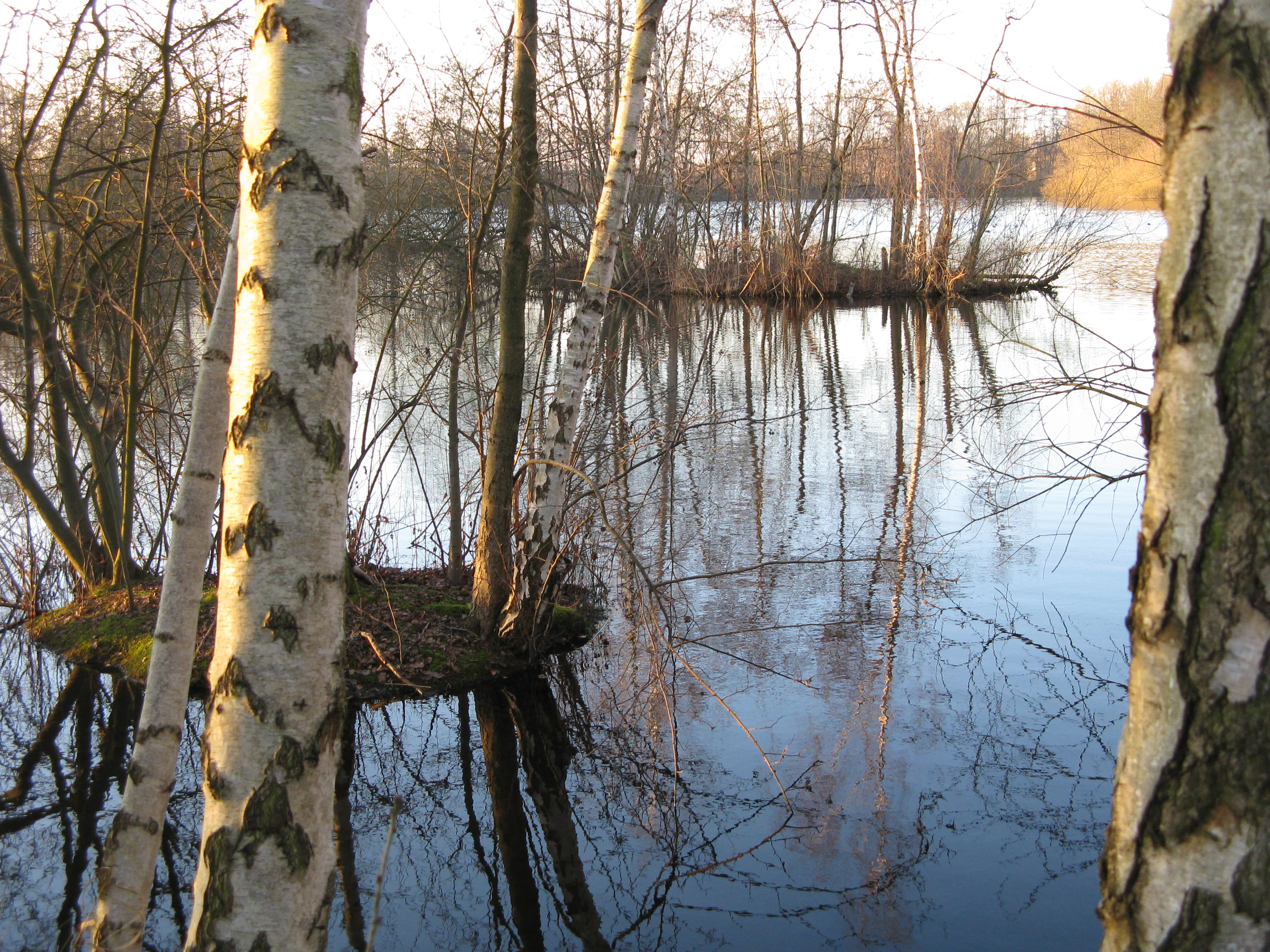 A calm pond with small, tree-covered islands in the Lahder Marsch nature reserve, framed by the white trunks of birch trees in the foreground.