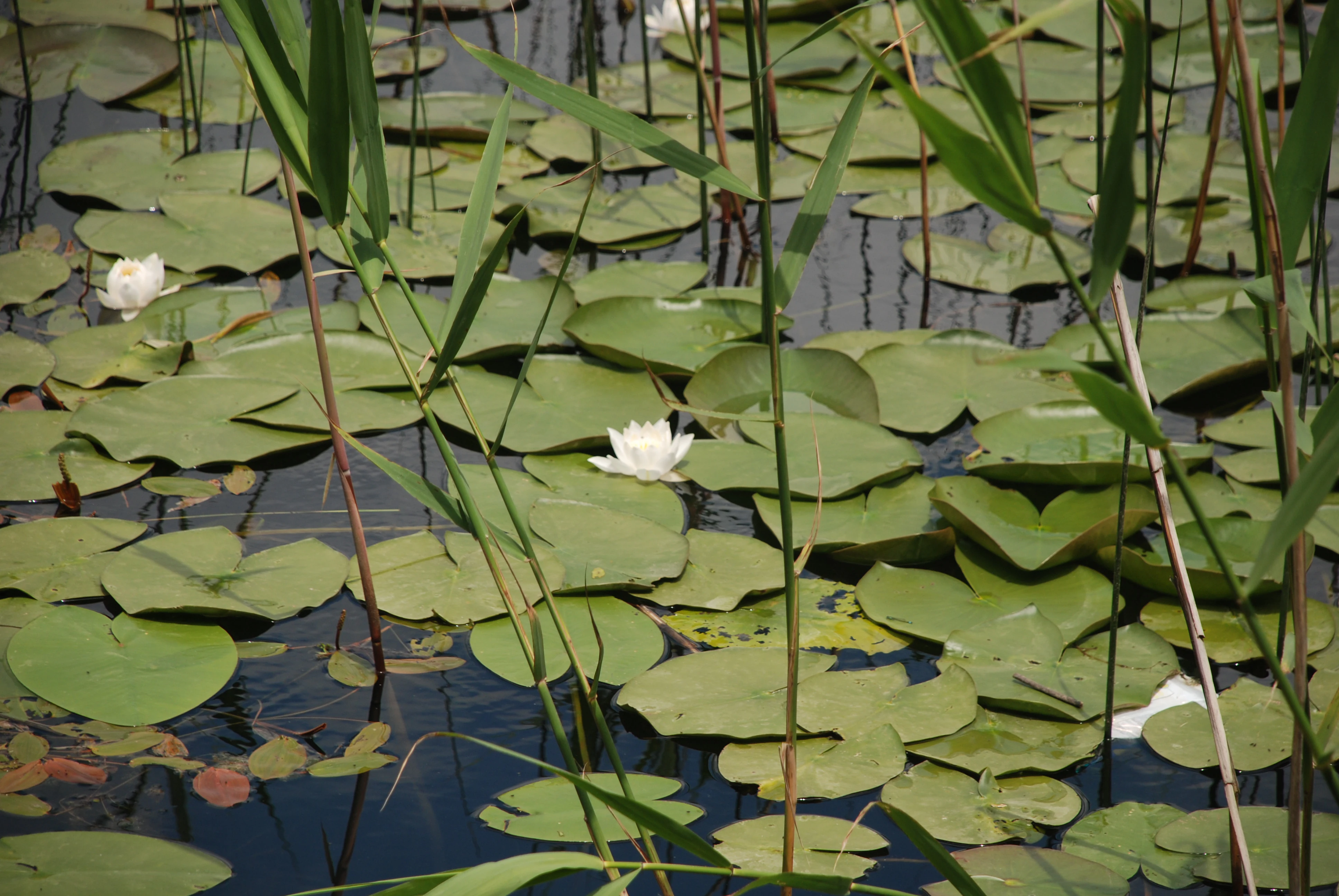 Water lilies and lily pads on a calm lake with tall reeds in the background