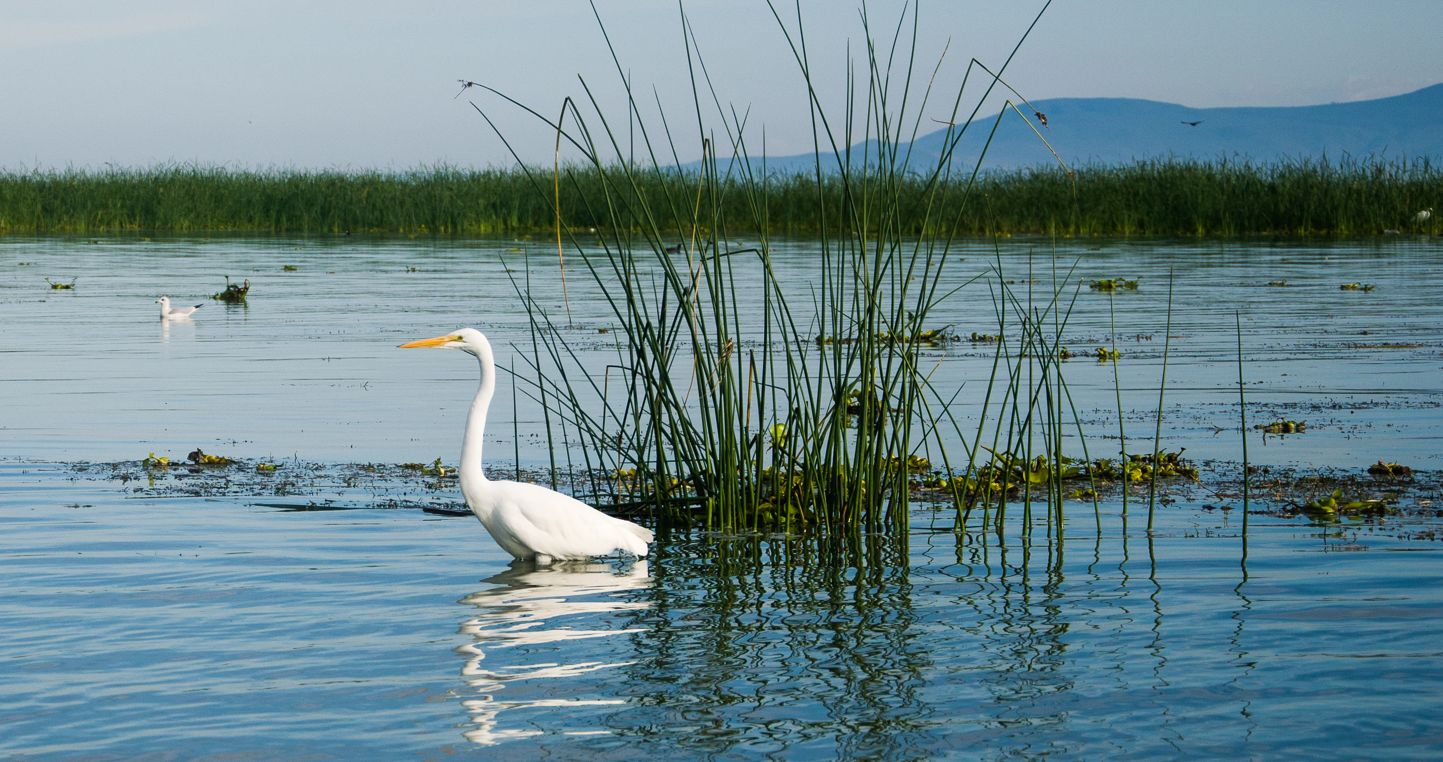 A white great egret standing in the calm, blue water of Lake Chapala near patches of green reeds and aquatic vegetation, with a distant shoreline visible in the background.