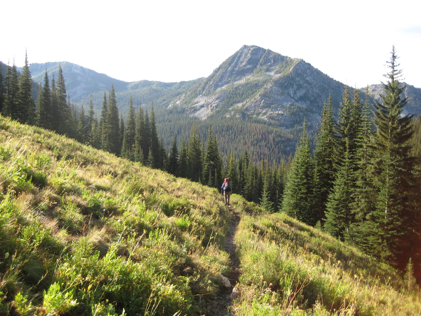 A lone backpacker walks along a narrow dirt trail winding through a grassy, sunlit mountain slope with dense conifer forests and rocky peaks in the background.