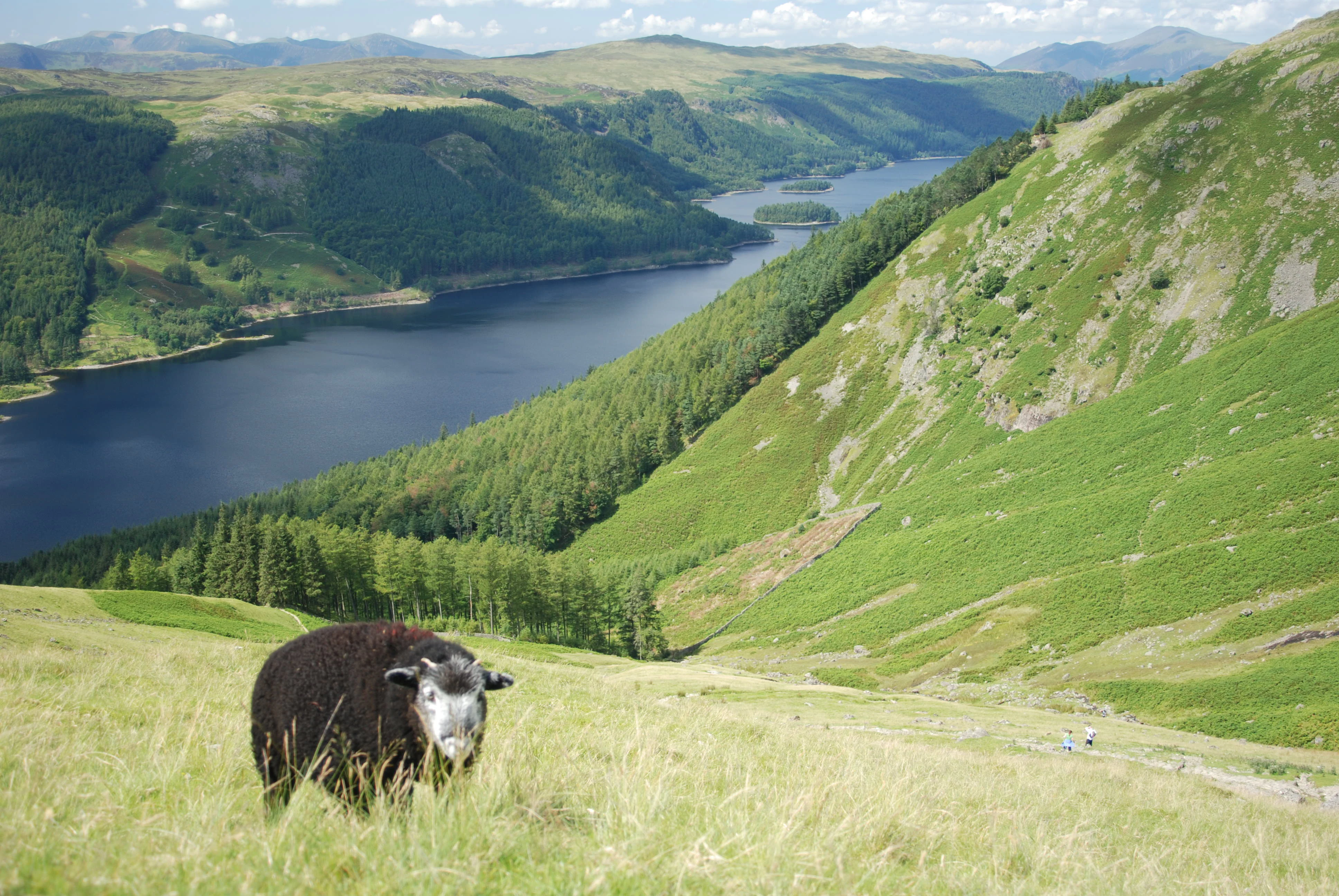 Herdwick sheep standing in a grassy field with a lake and mountains in the background.