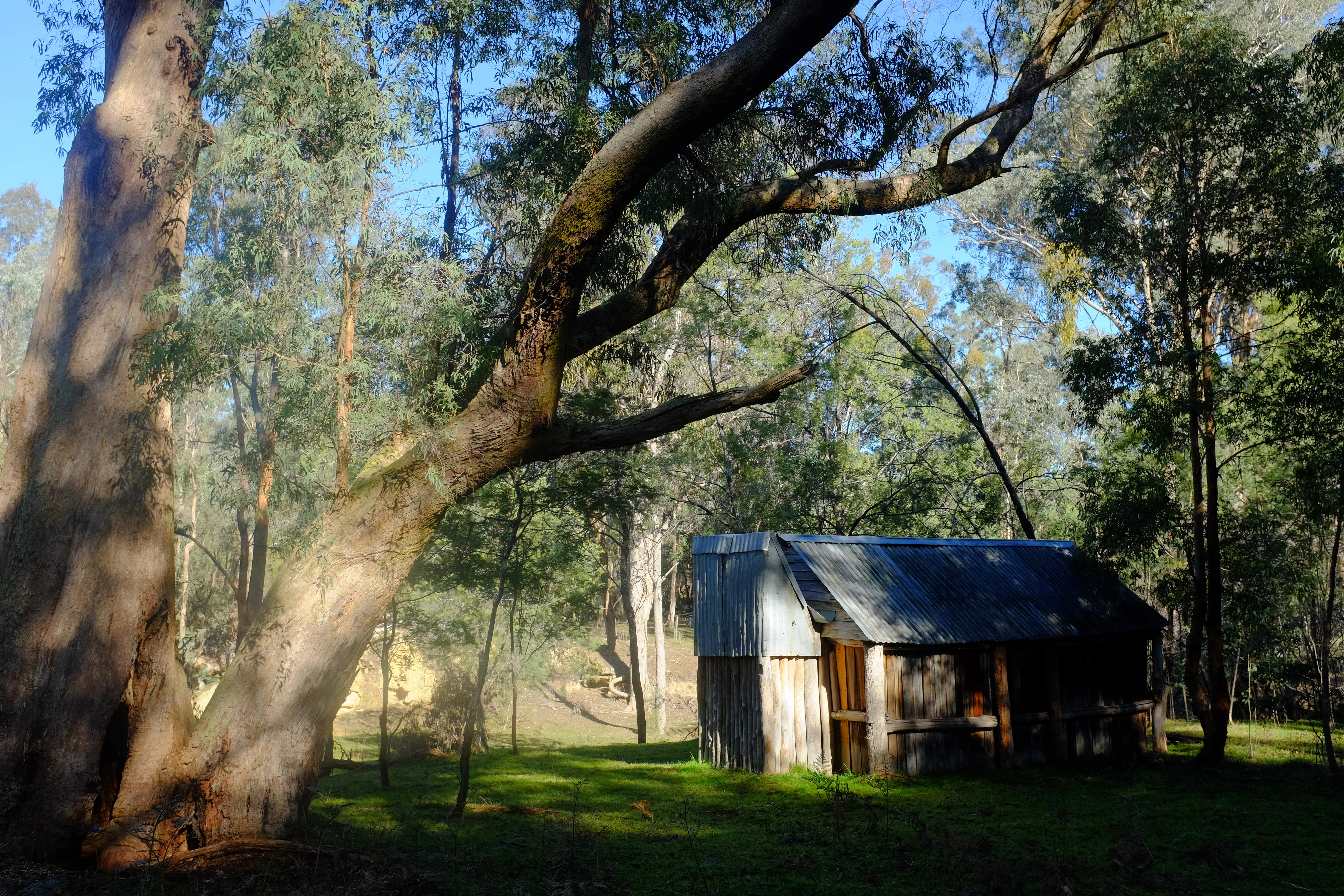 A small wooden cabin with a corrugated metal roof in a grassy clearing, surrounded by large eucalyptus trees under a clear blue sky