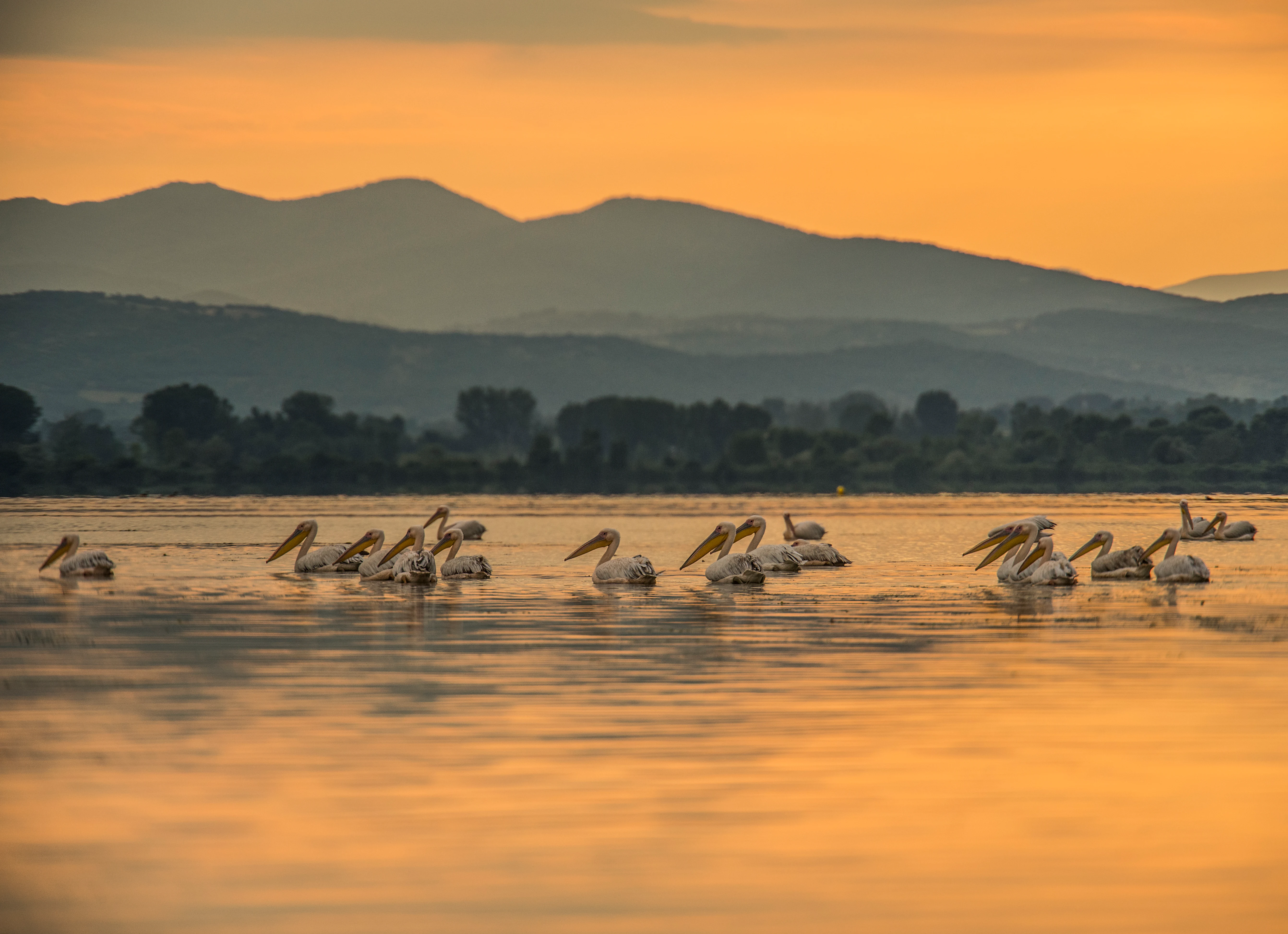 A flock of pelicans floating on a lake with mountains in the background under an orange sunset sky.